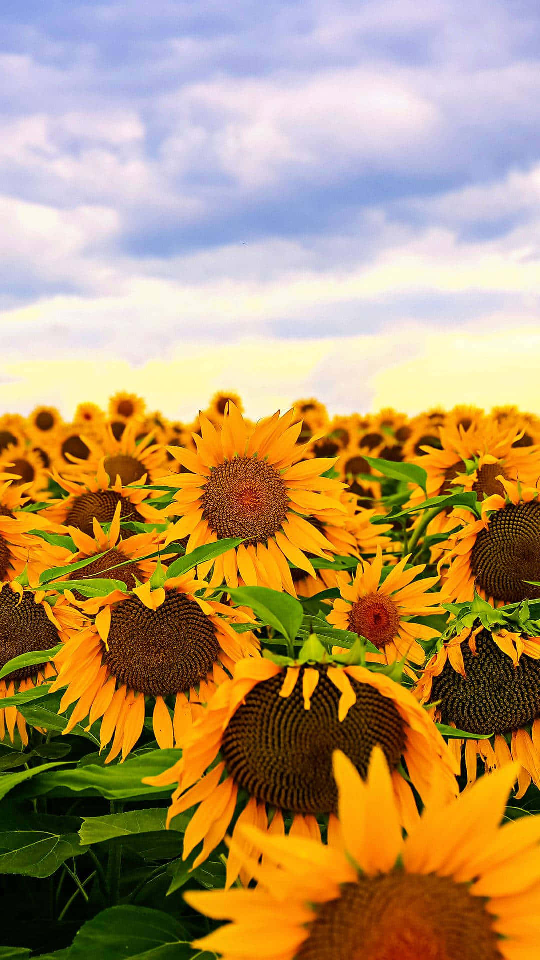 Sunflower Aesthetic iPhone, sunflowers, soft blue sky, Full HD Phone Wallpaper