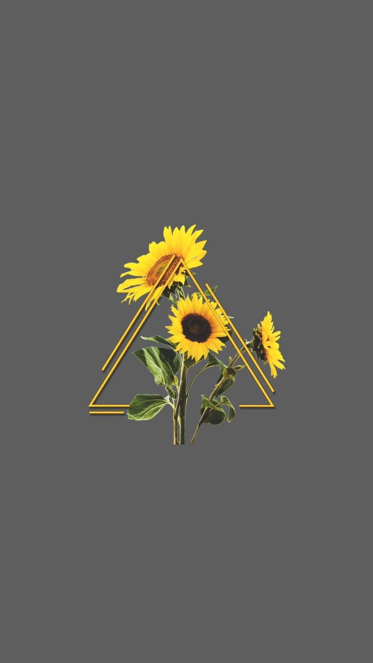 Sunflower Aesthetic iPhone, golden triangle, vibrant sunflowers, Full HD Phone Wallpaper
