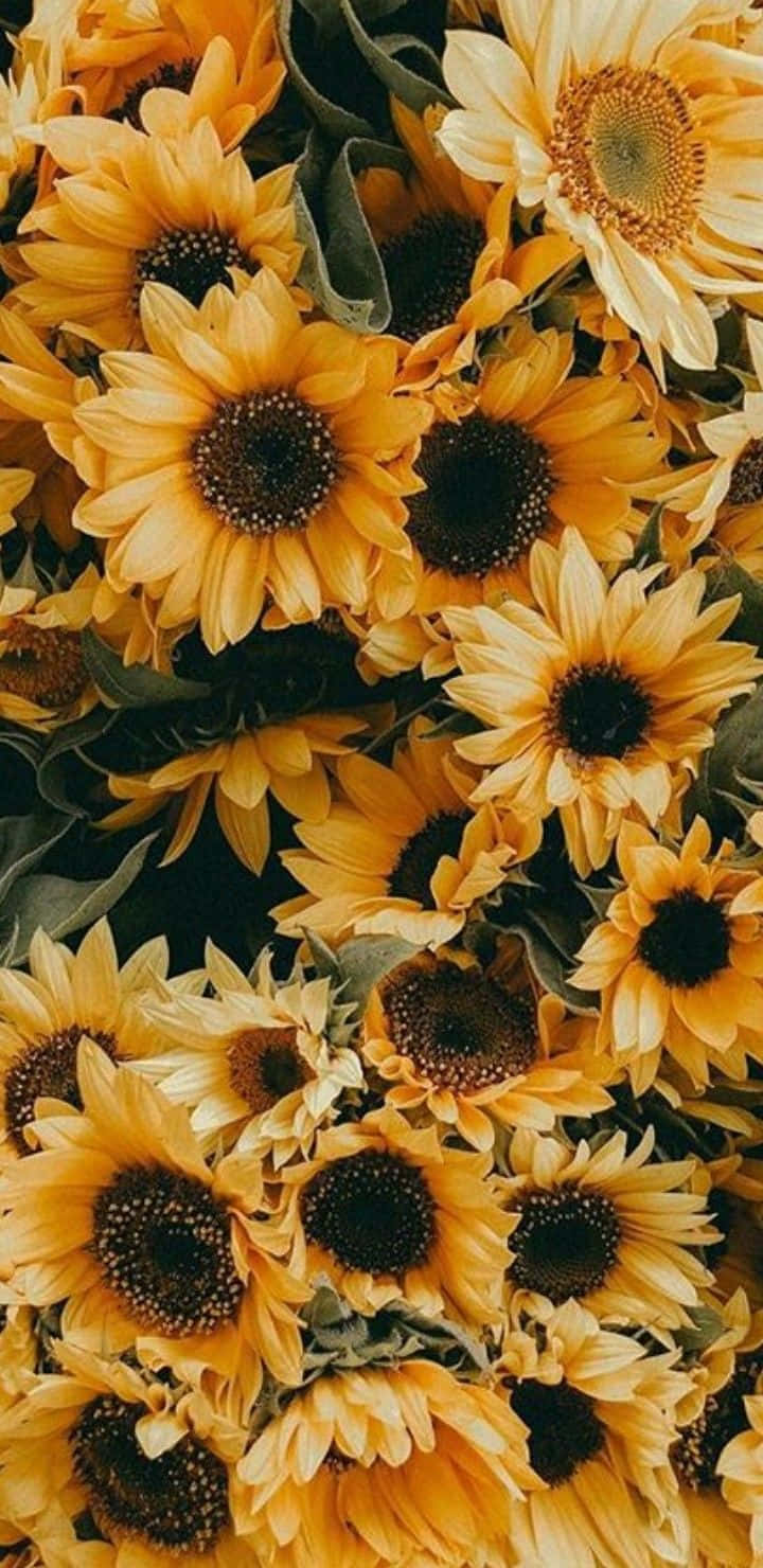 Sunflower Aesthetic iPhone, vibrant yellow, dark centers, HD Phone Wallpaper