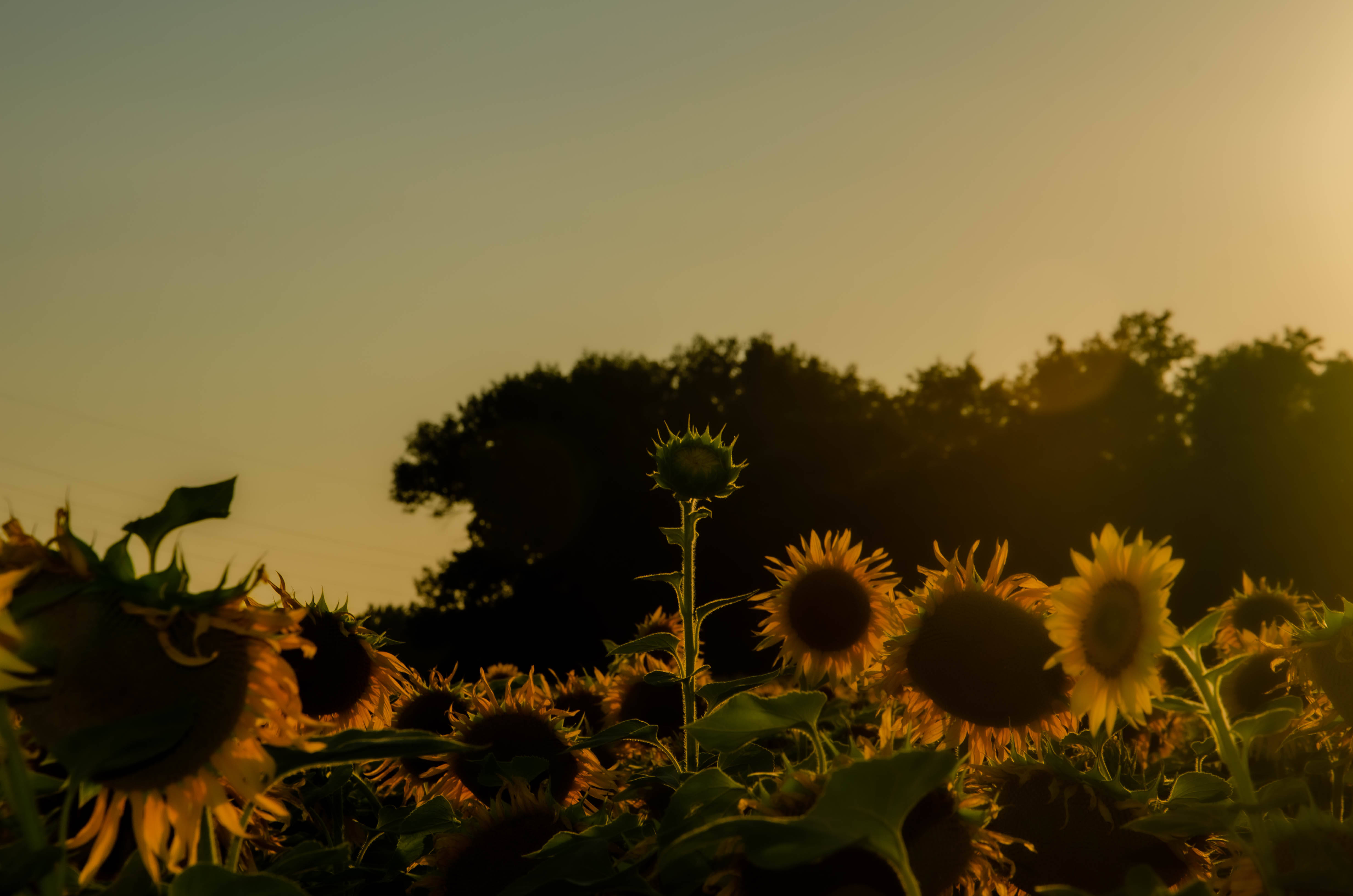 Sunflower Aesthetic, golden sunset, silhouetted trees, 4K Desktop Wallpaper
