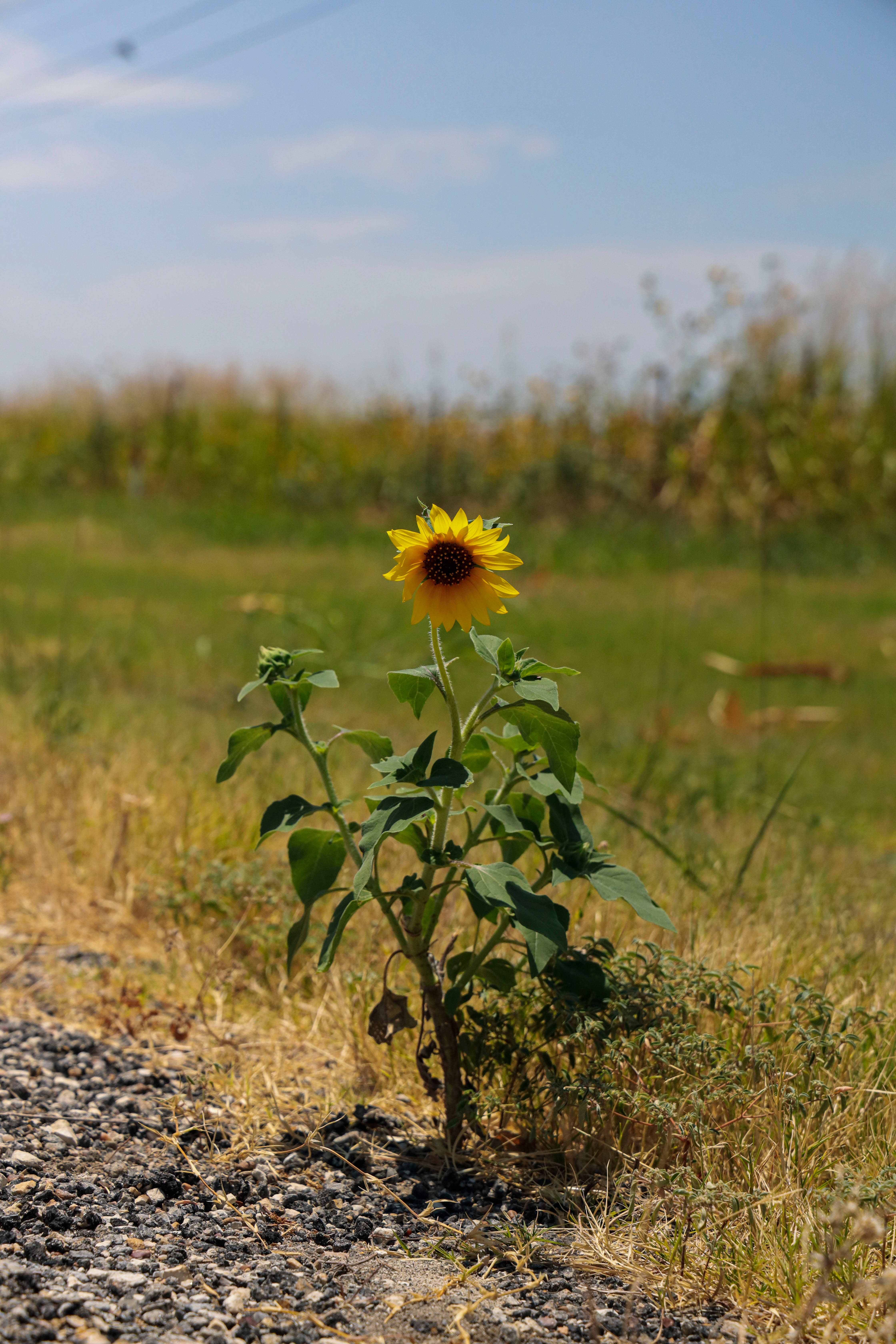 sunflower aesthetic, gravel path, sunlit field, 5K Phone Wallpaper