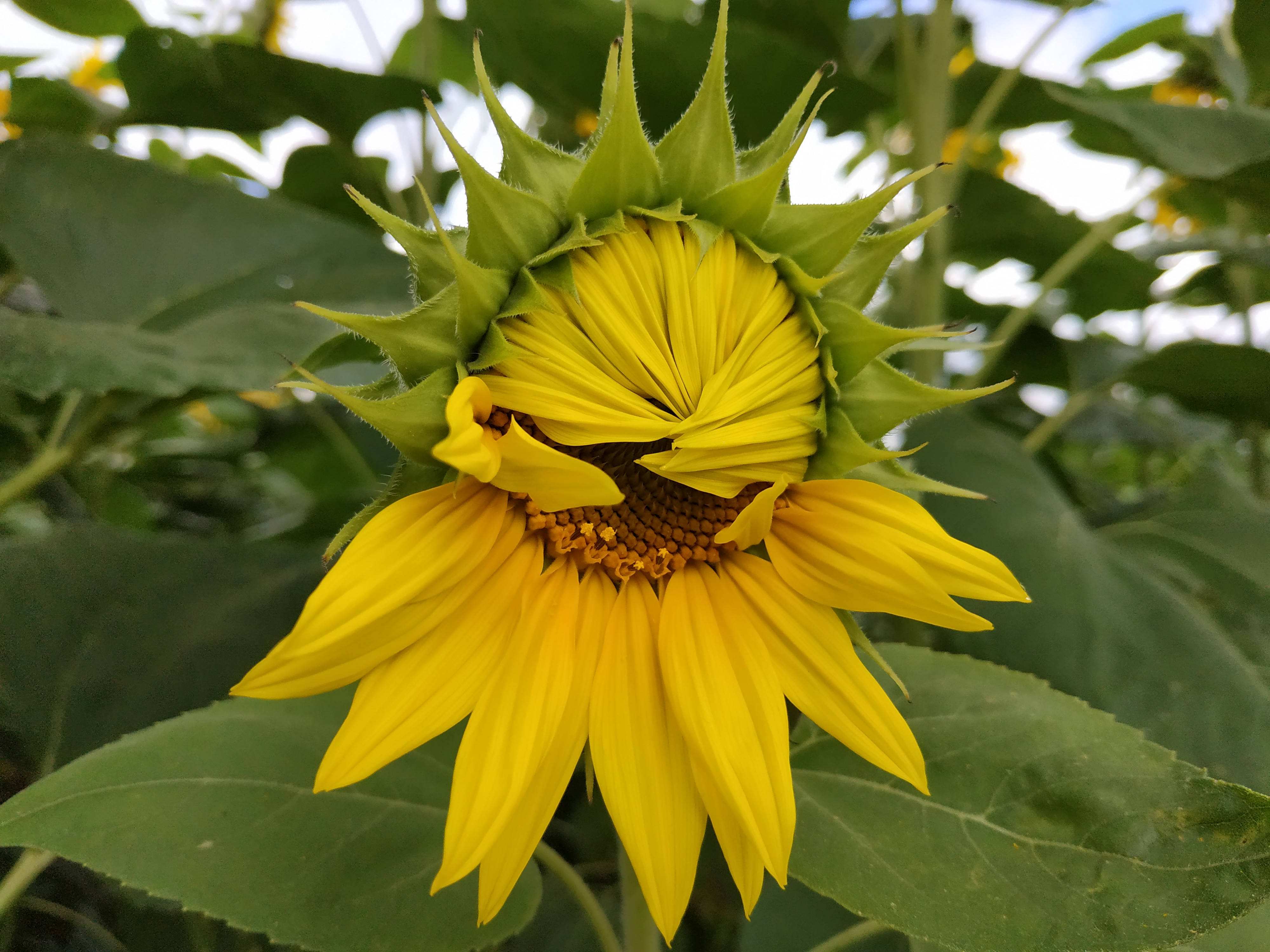 blossoming sunflower, vibrant yellow, green spiky bud, 4K Desktop Wallpaper