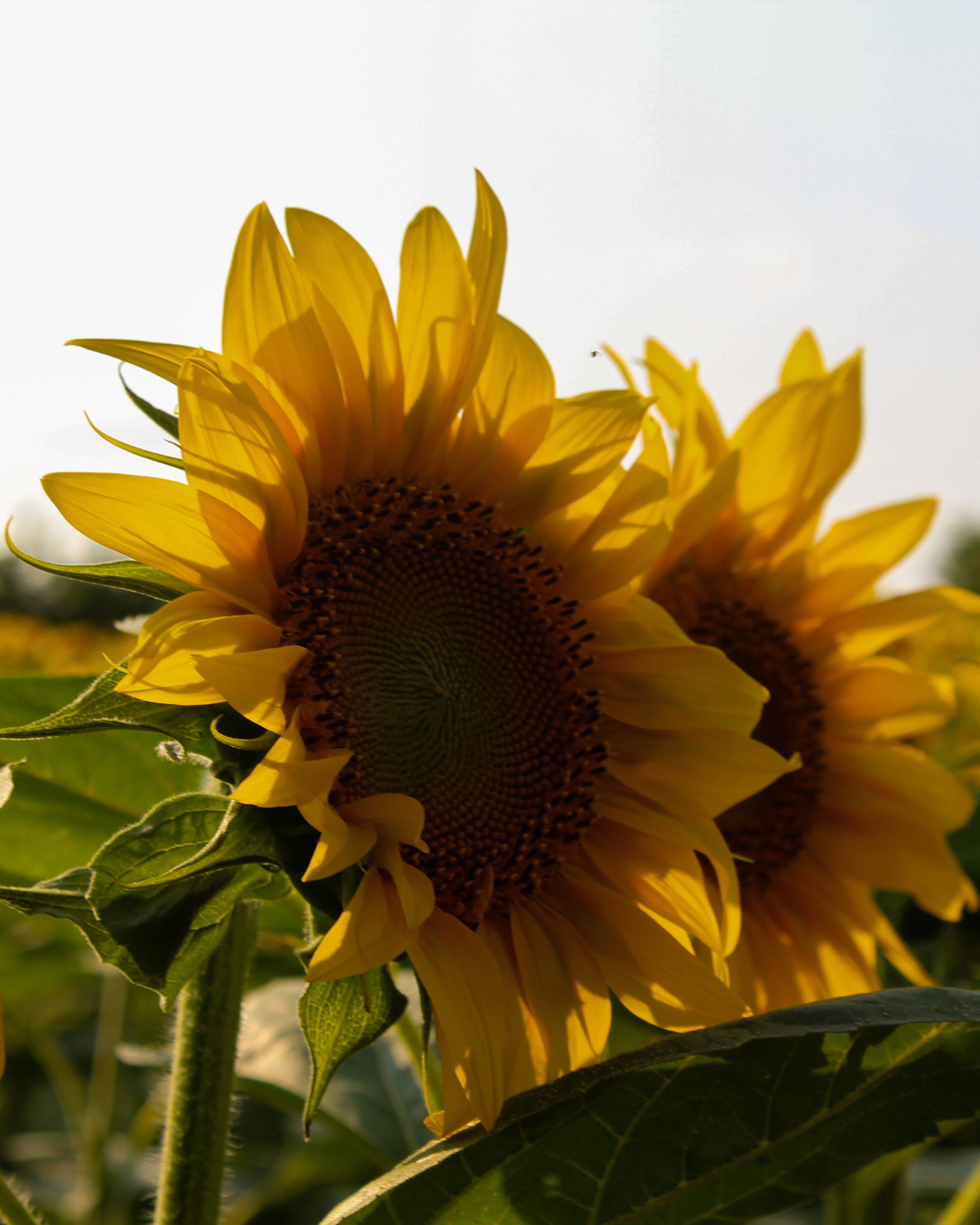 sunflower, glamorous sunflower aesthetic, floret, 2K Phone Wallpaper