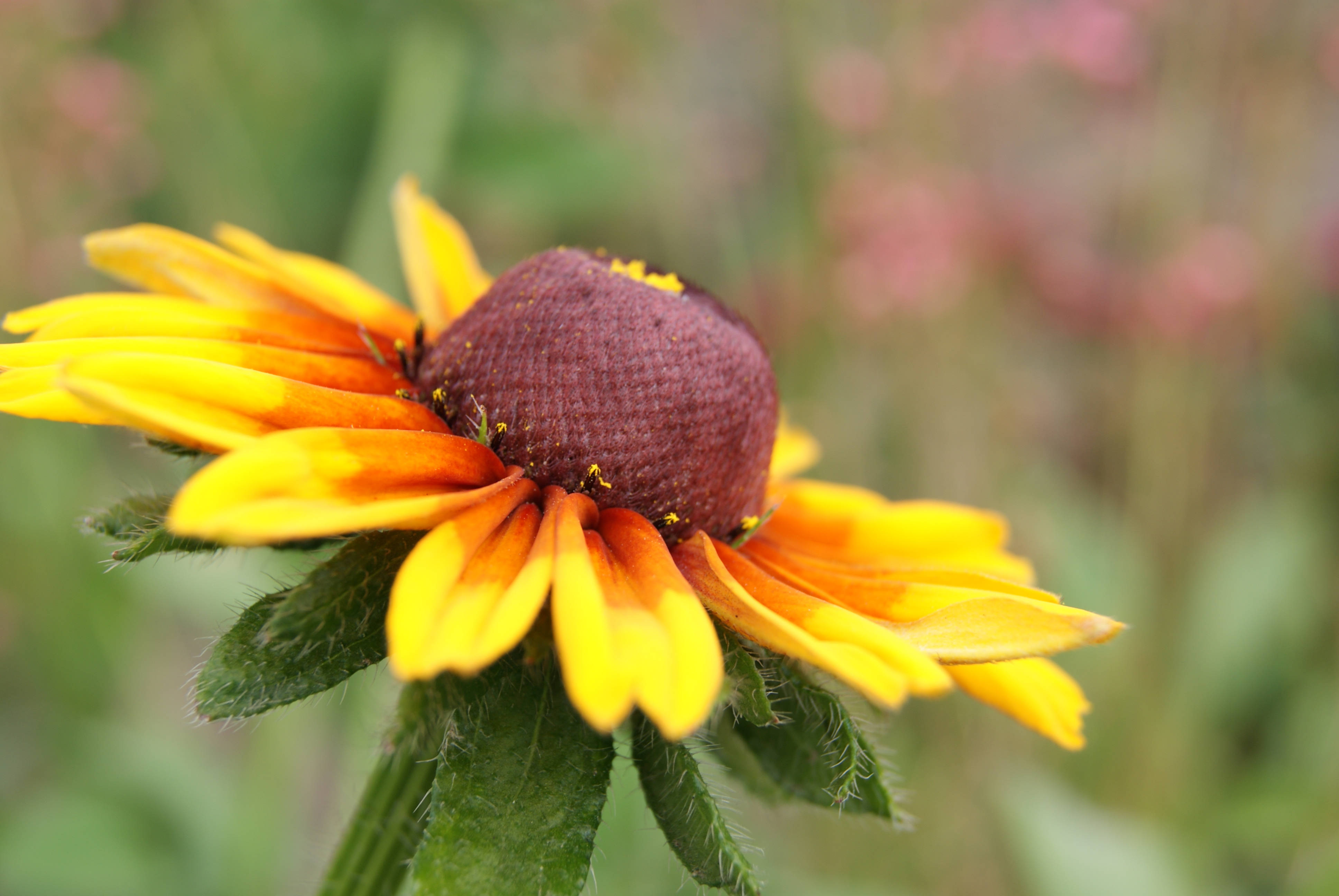 black-eyed susan, yellow and orange petals, dark brown center, 4K Desktop Wallpaper