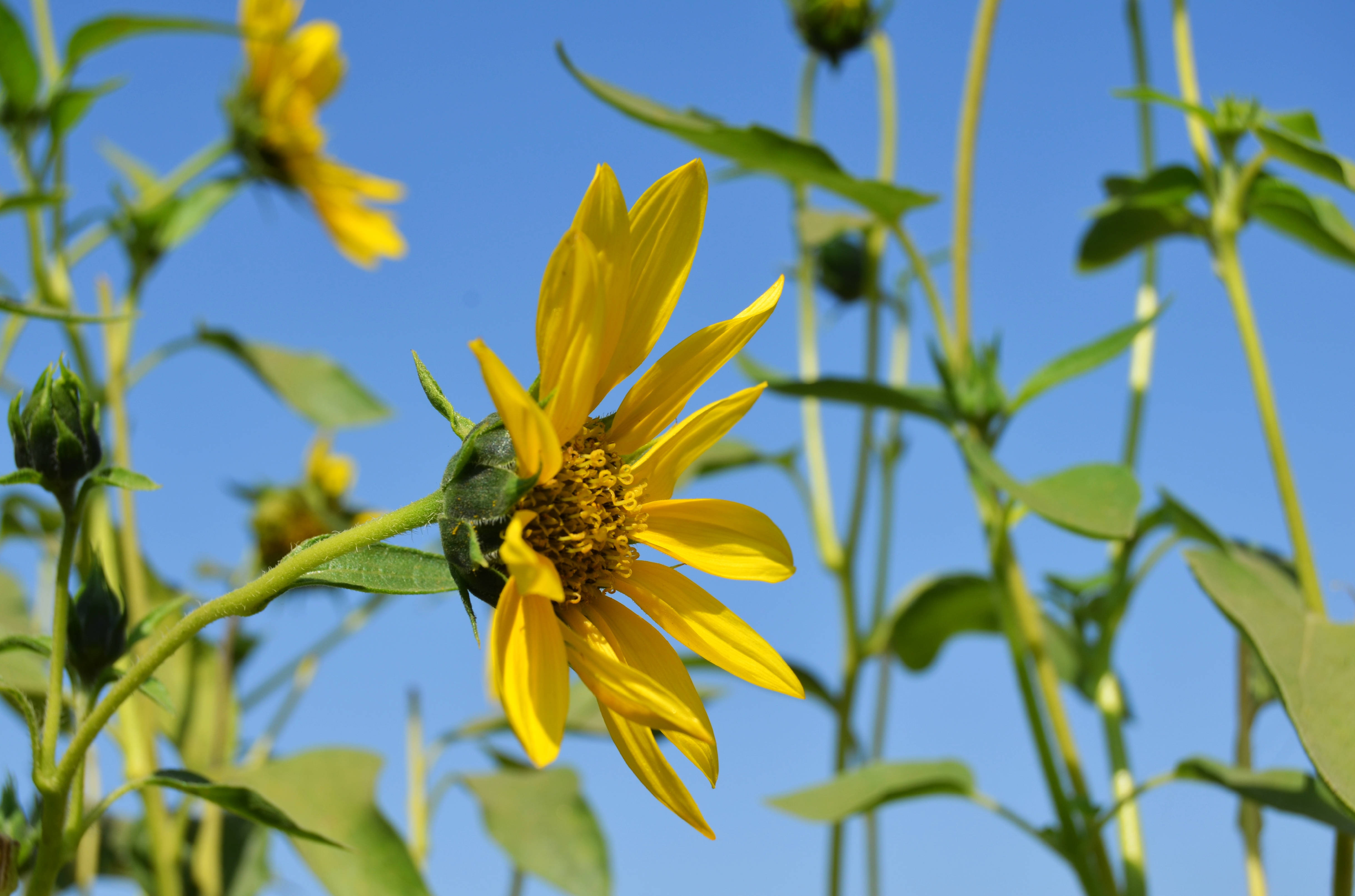 sunflower, vibrant yellow, clear blue sky, 4K Desktop Wallpaper