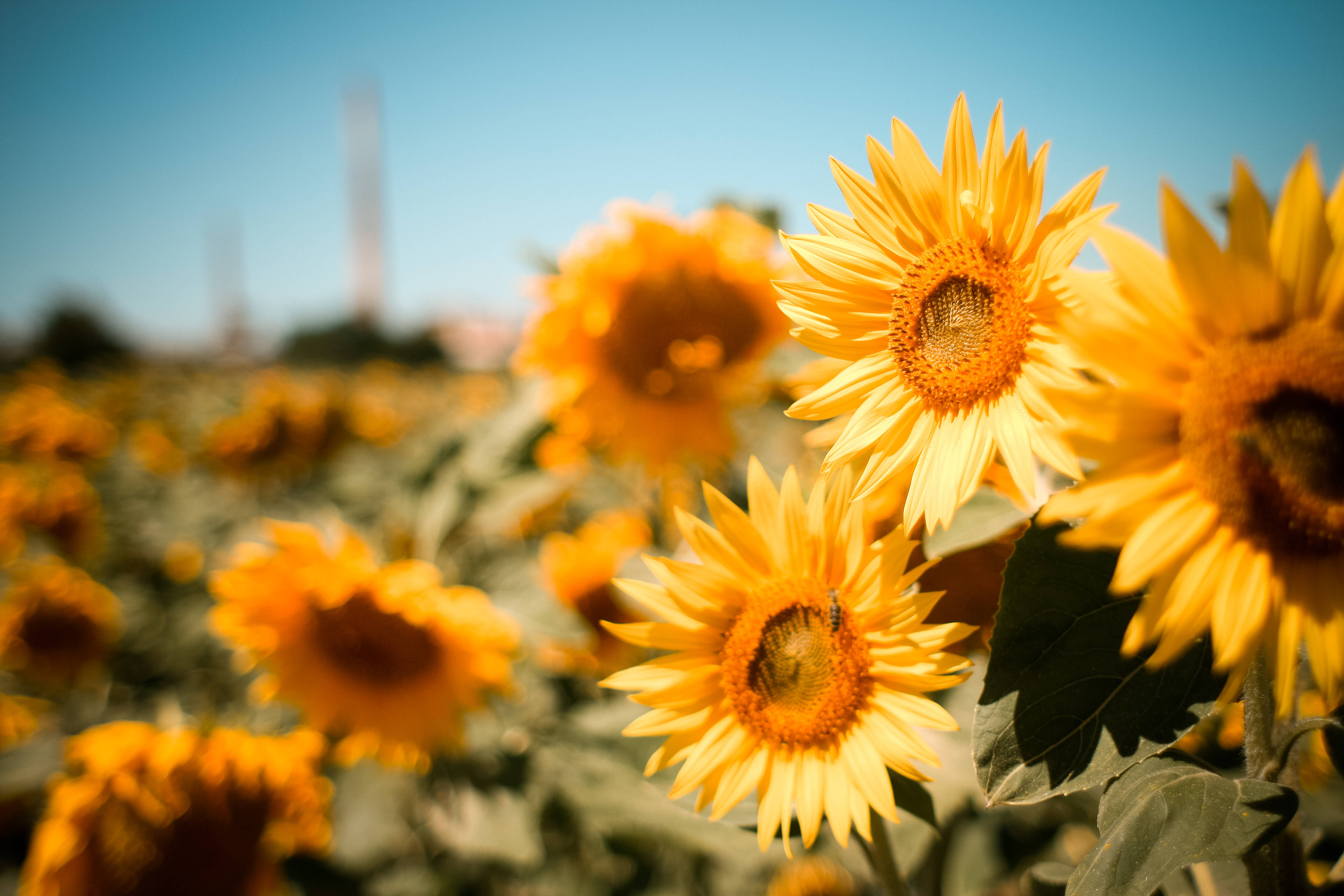 sunflower aesthetic garden, golden field, clear blue sky, 4K Desktop Wallpaper