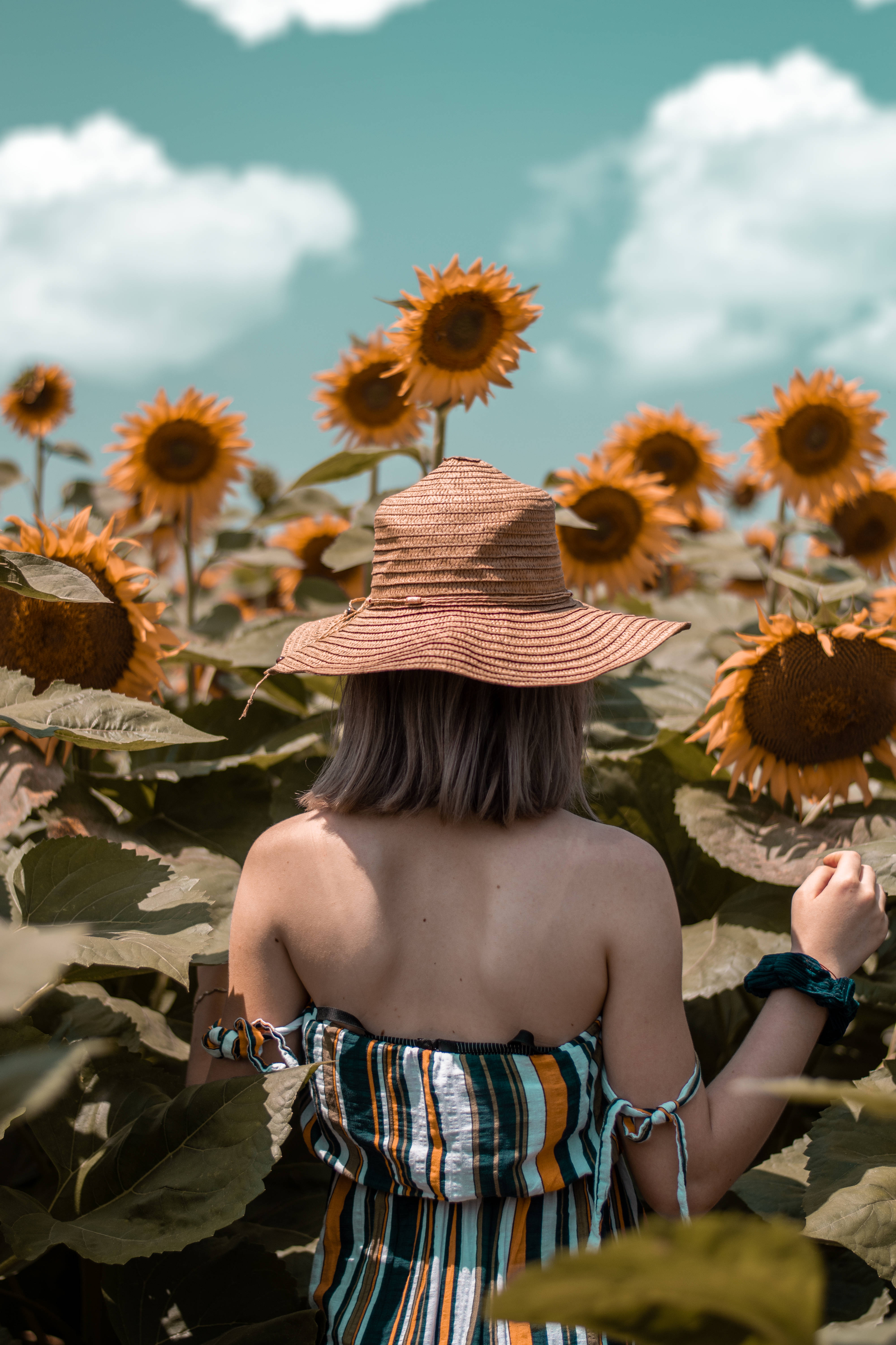 sunflower field, bright blue sky, fluffy clouds, 5K Phone Wallpaper
