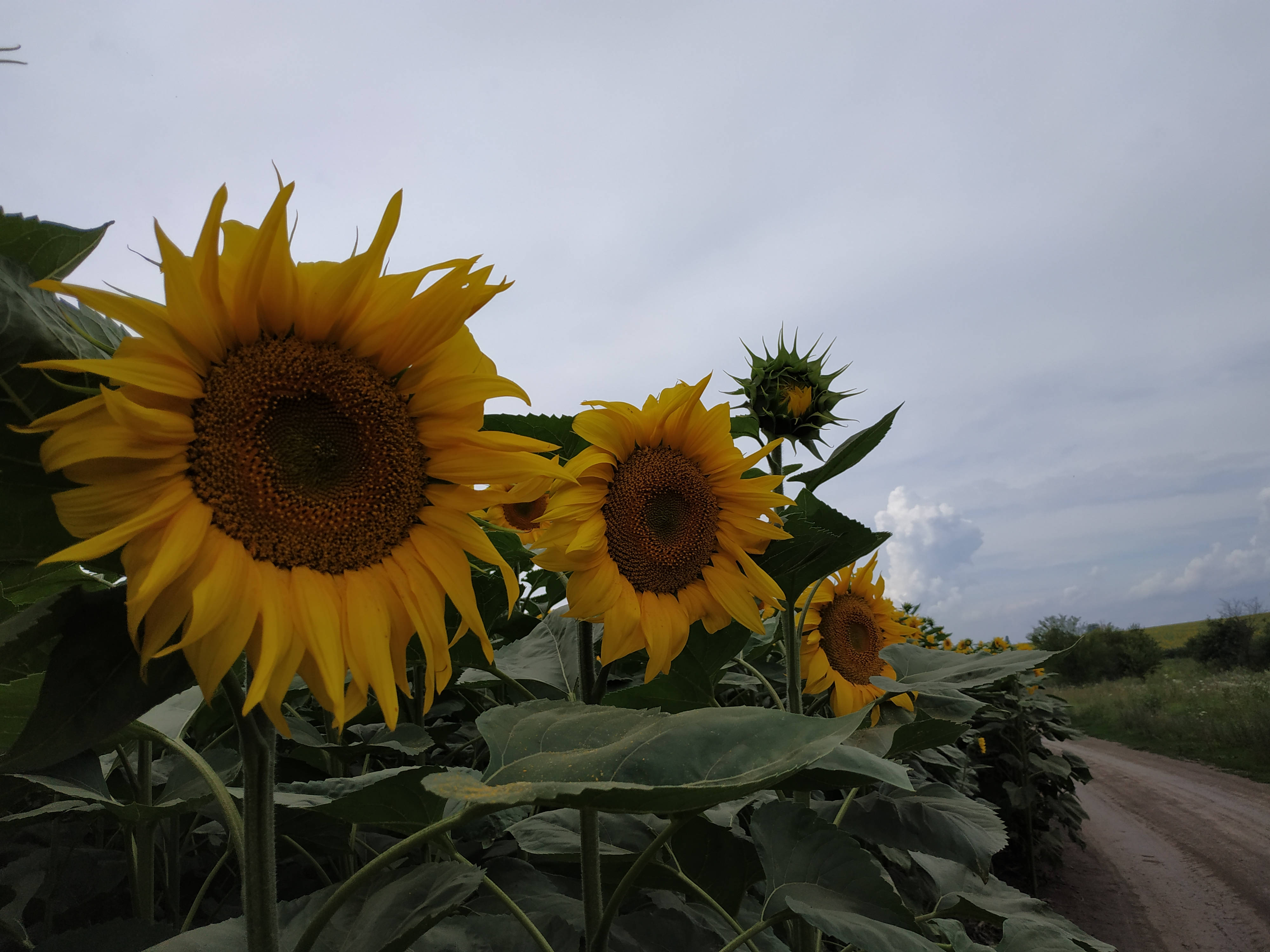 sunflower aesthetic, dirt road, overcast sky, 4K Desktop Wallpaper