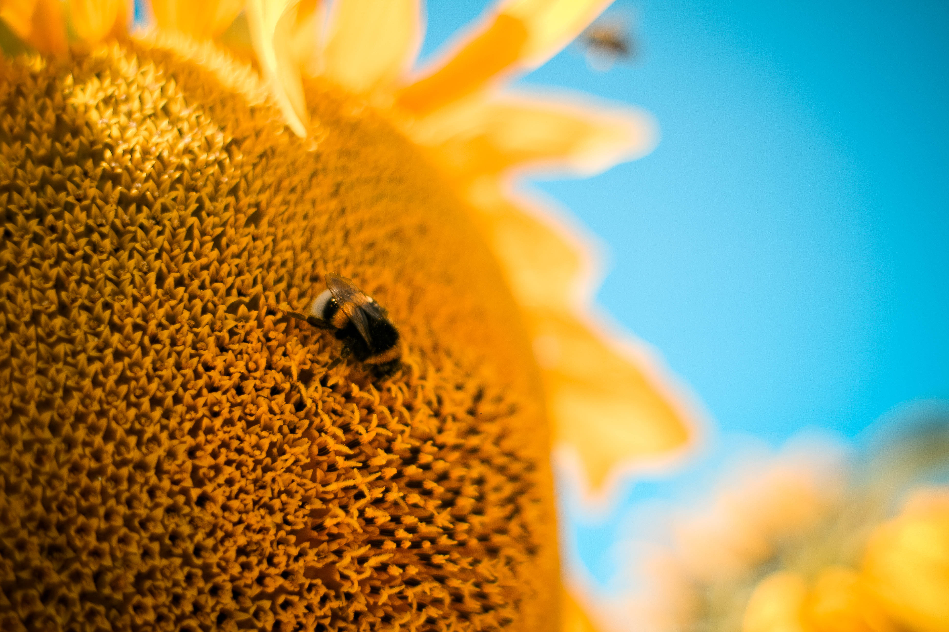 Sunflower Aesthetic, tiny bee, bumblebee, 4K Desktop Wallpaper