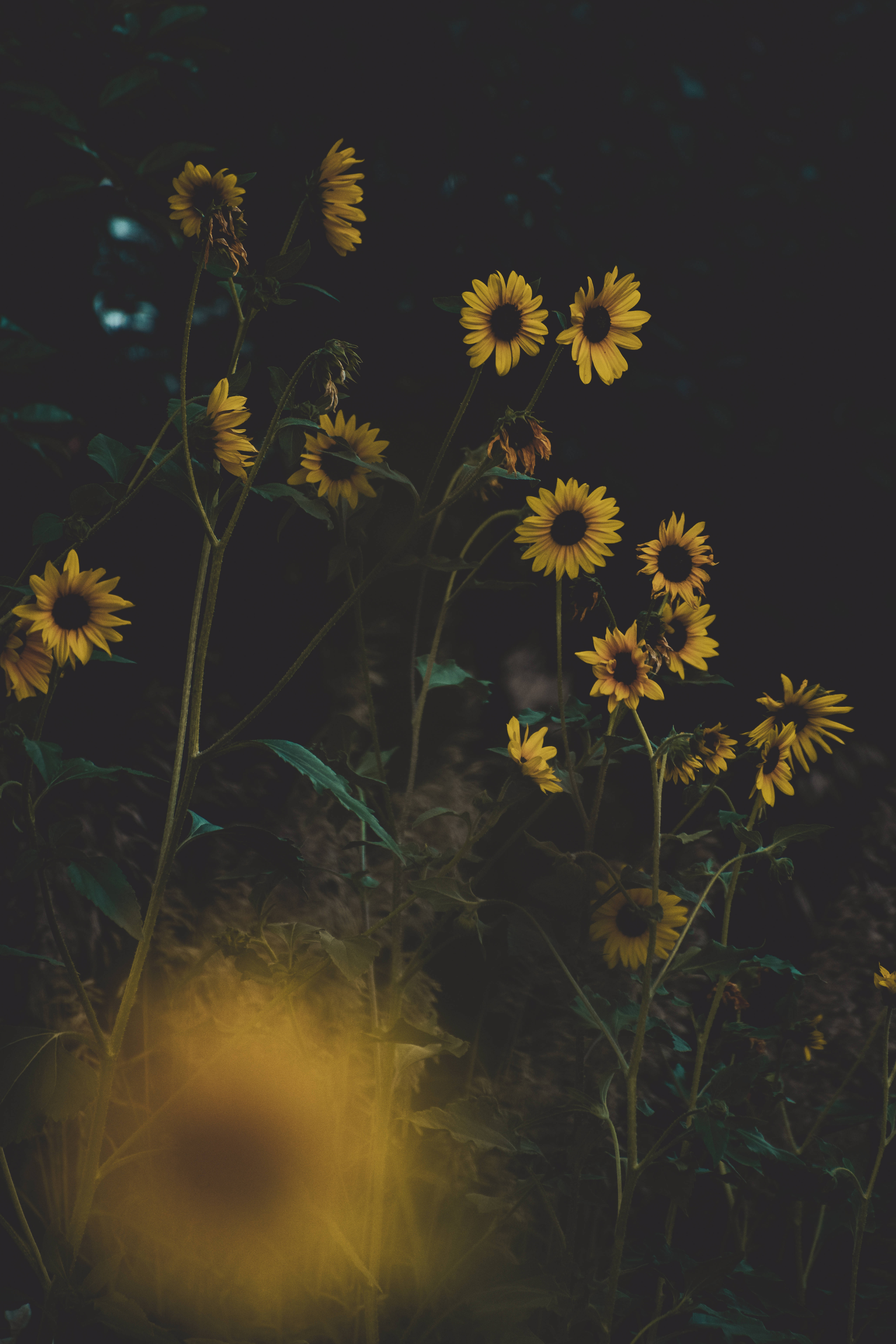 Sunflower Aesthetic, golden light, dark backdrop, 5K Phone Wallpaper