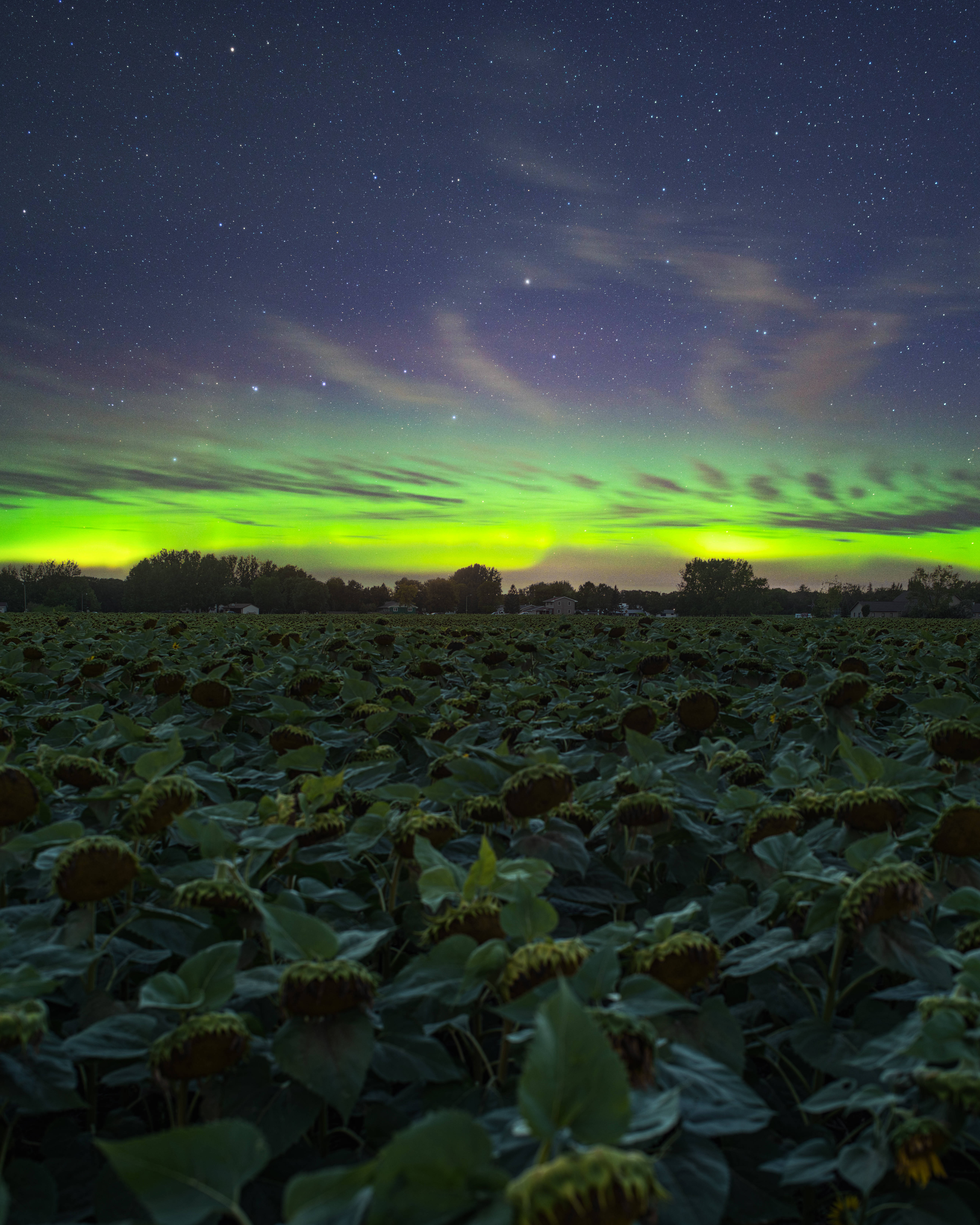 aurora borealis, green aurora borealis, starry night sky, 5K Phone Wallpaper