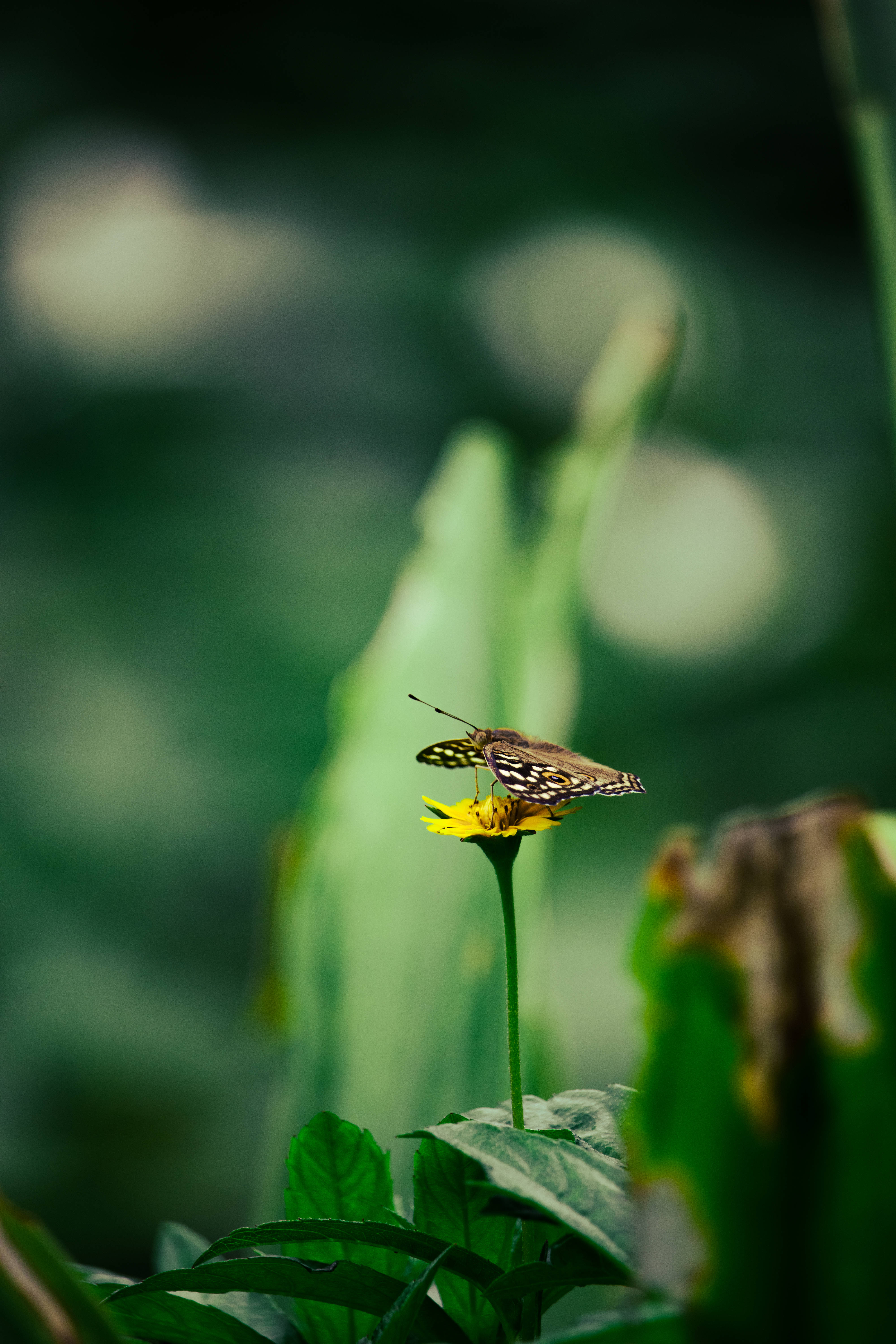butterfly, sunflower aesthetic, bright yellow flower, 5K Phone Wallpaper