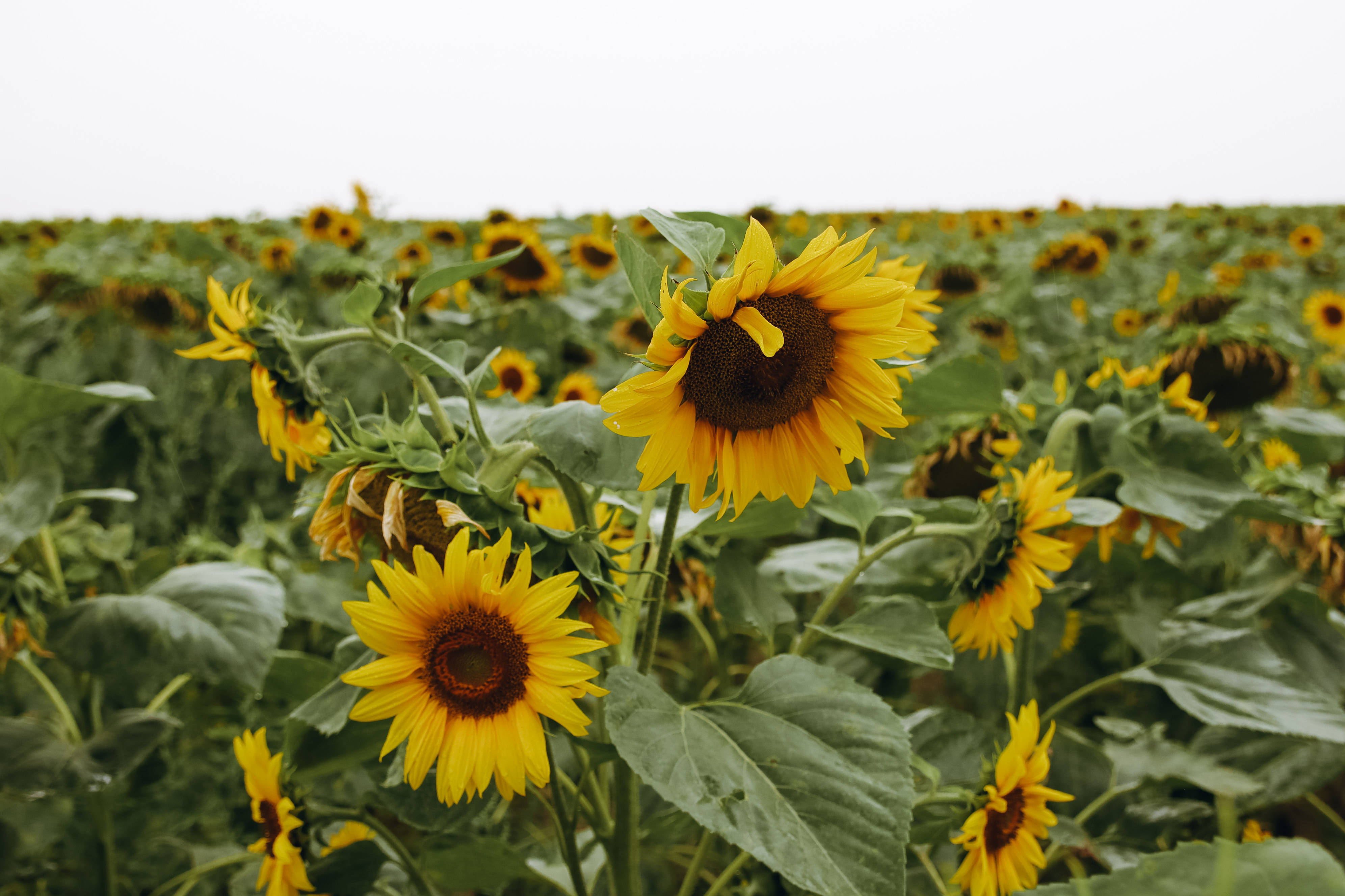 Sunflower Aesthetic, vast field, overcast sky, 4K Desktop Wallpaper