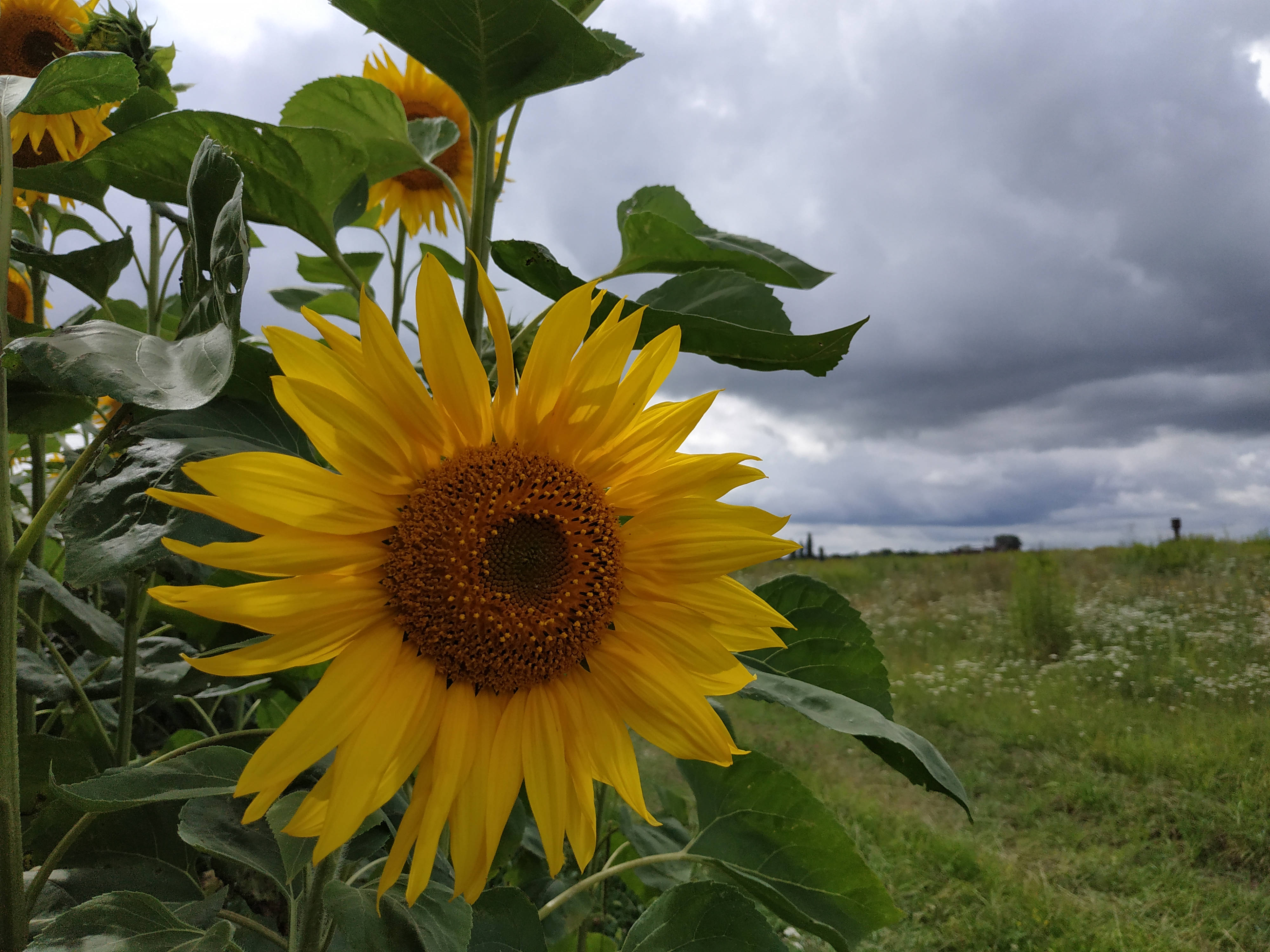 sunflower, grass field, moody gray sky, 4K Desktop Wallpaper