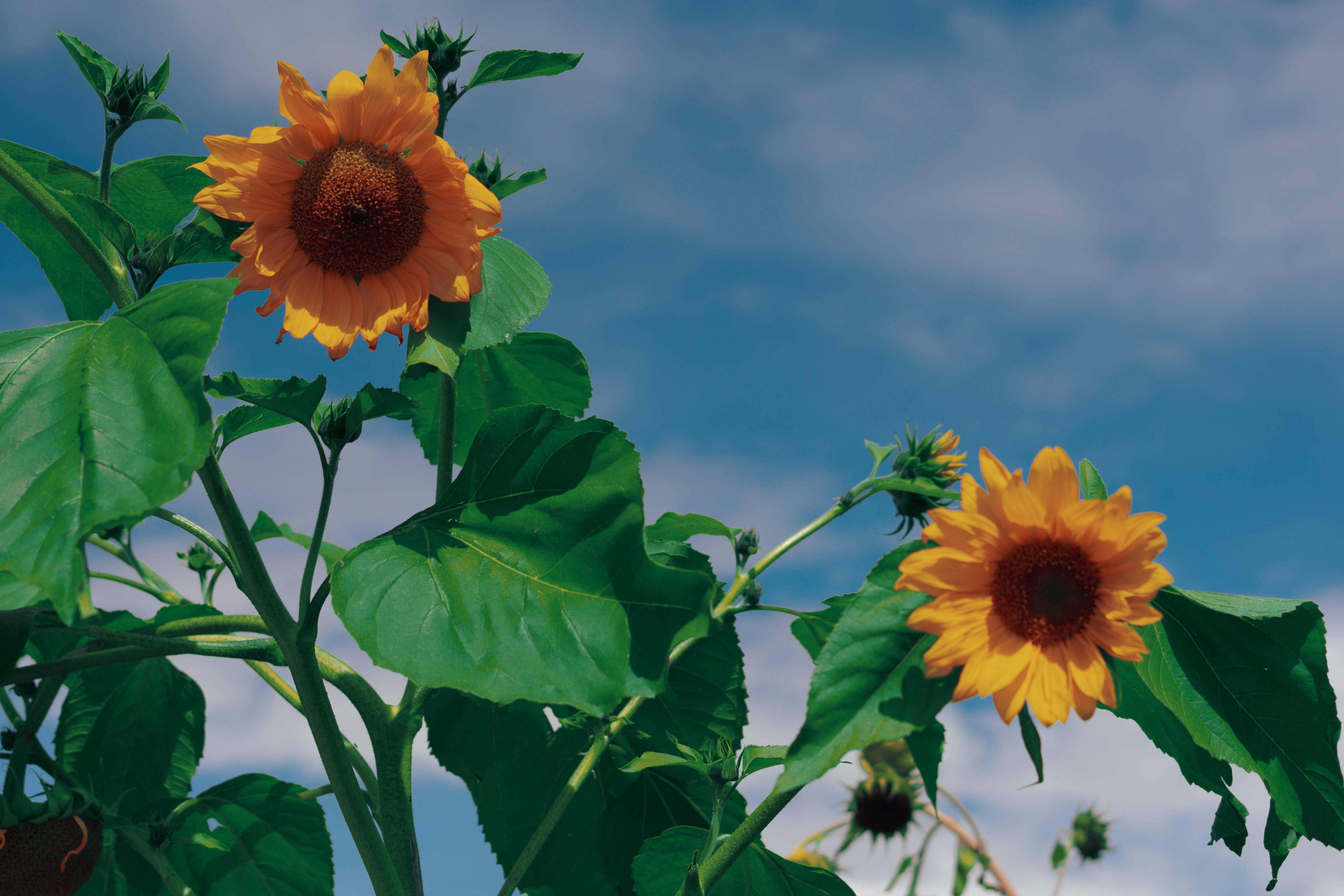 sunflower, bright blue sky, soft white clouds, 5K Desktop Wallpaper