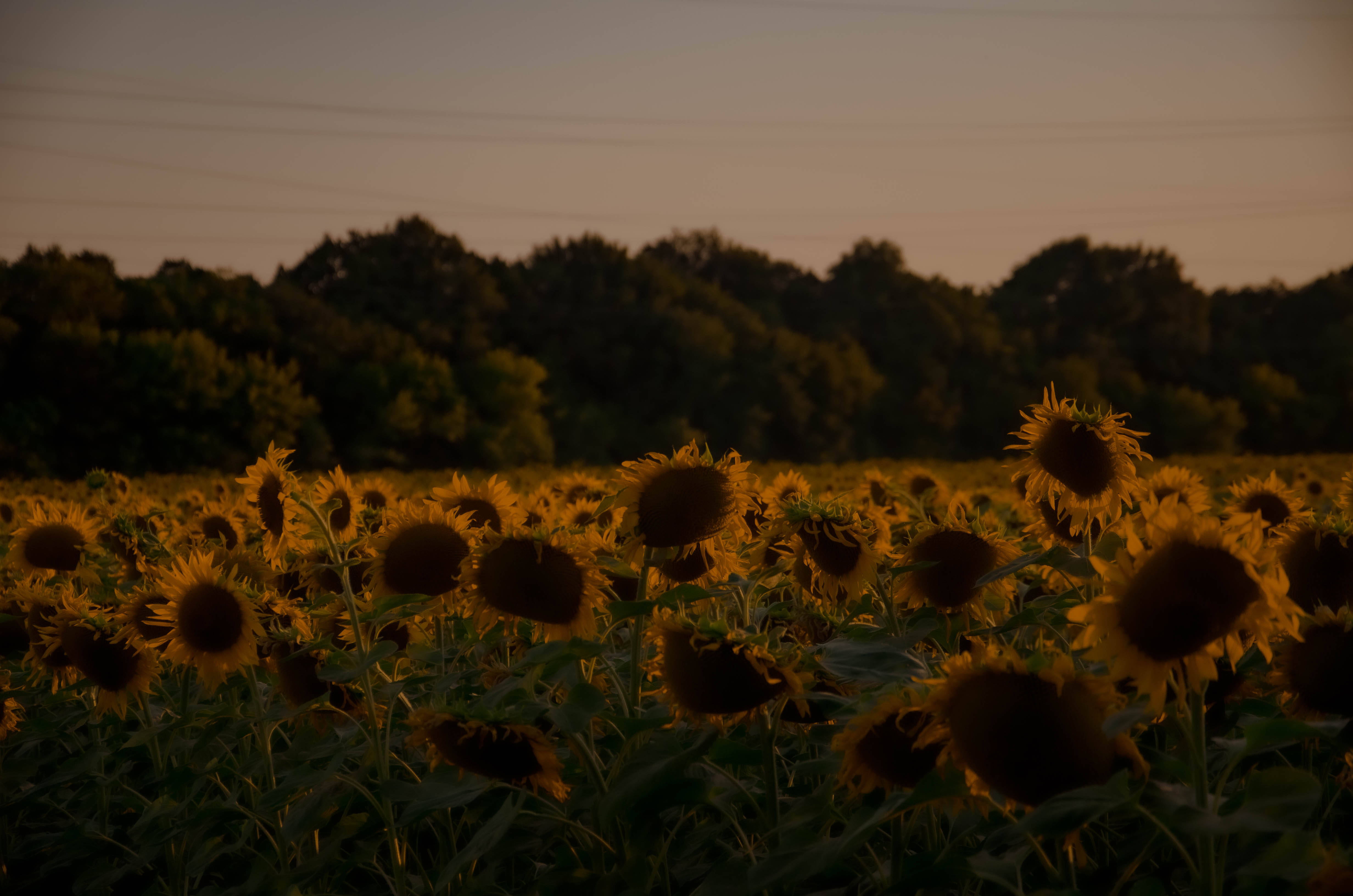 sunflower aesthetic, golden field, dusk, 4K Desktop Wallpaper
