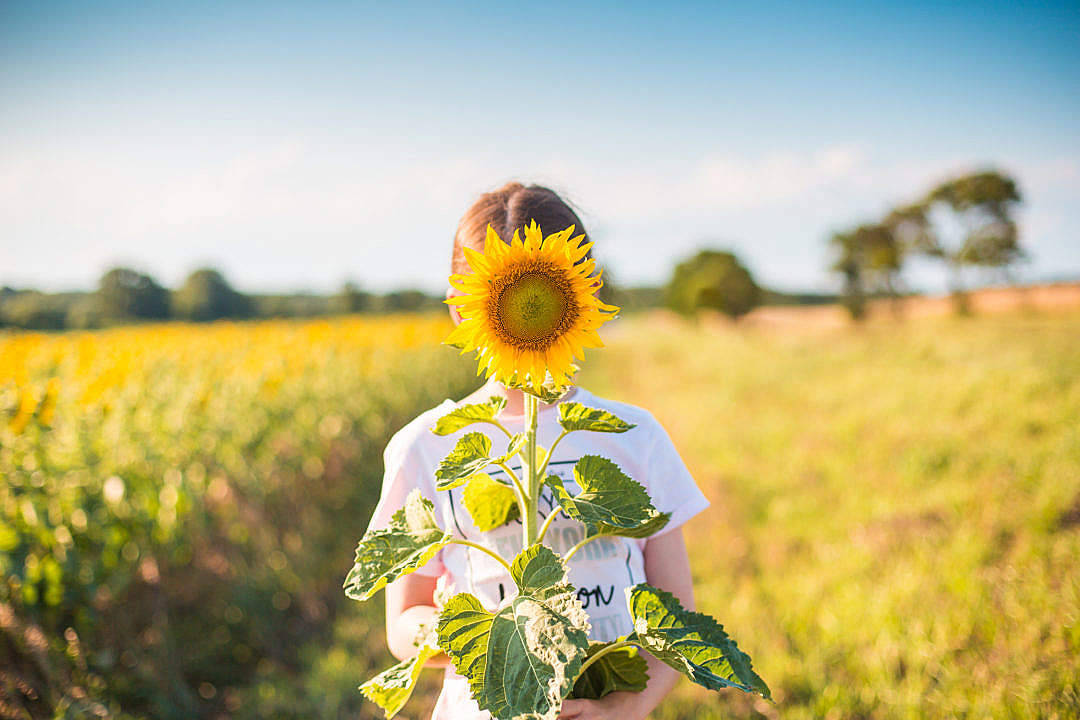 Sunflower Aesthetic, sunflower field, giant sunflower, SD Desktop Wallpaper