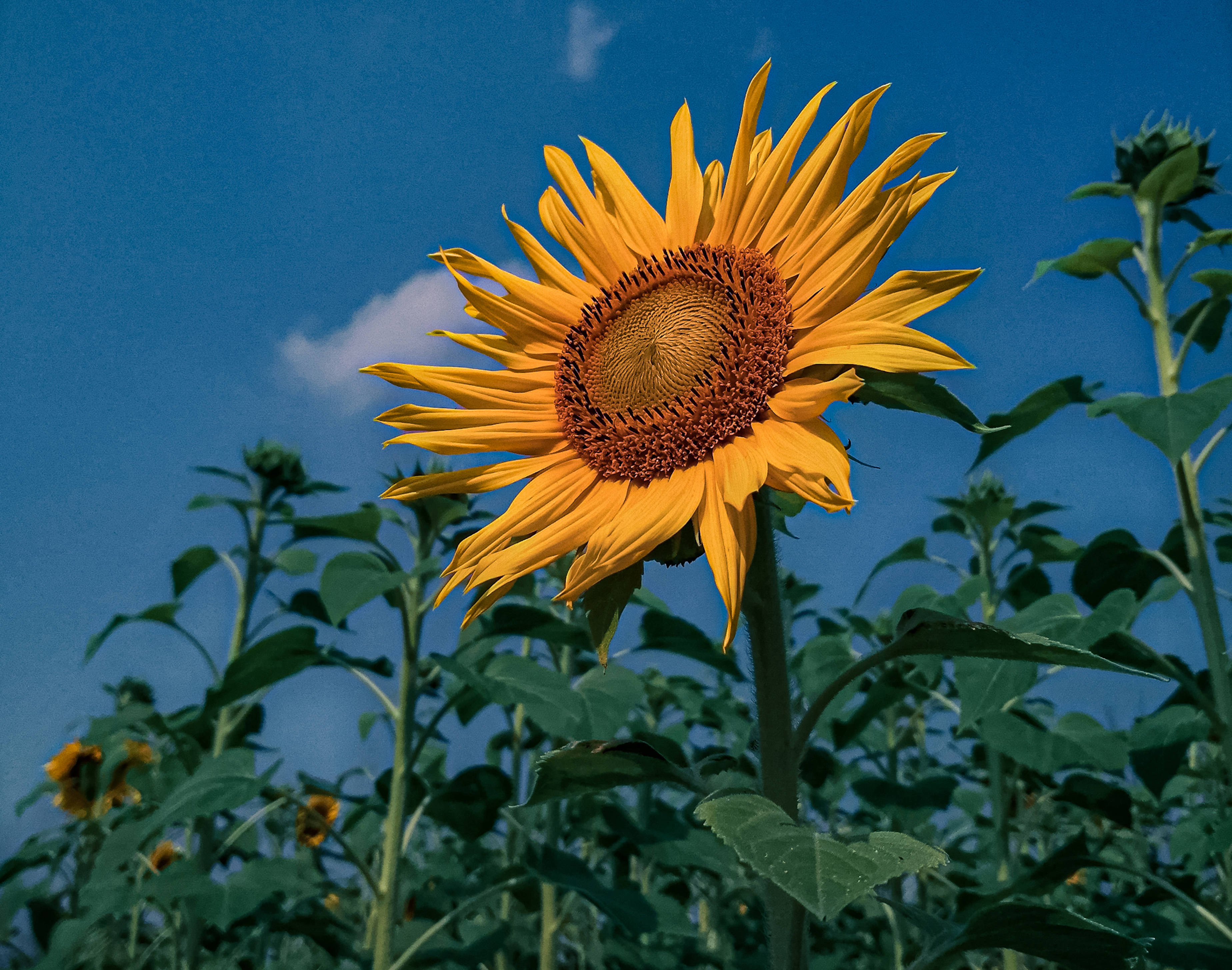 sunflower, clear blue sky, soft white clouds, 2K Desktop Wallpaper