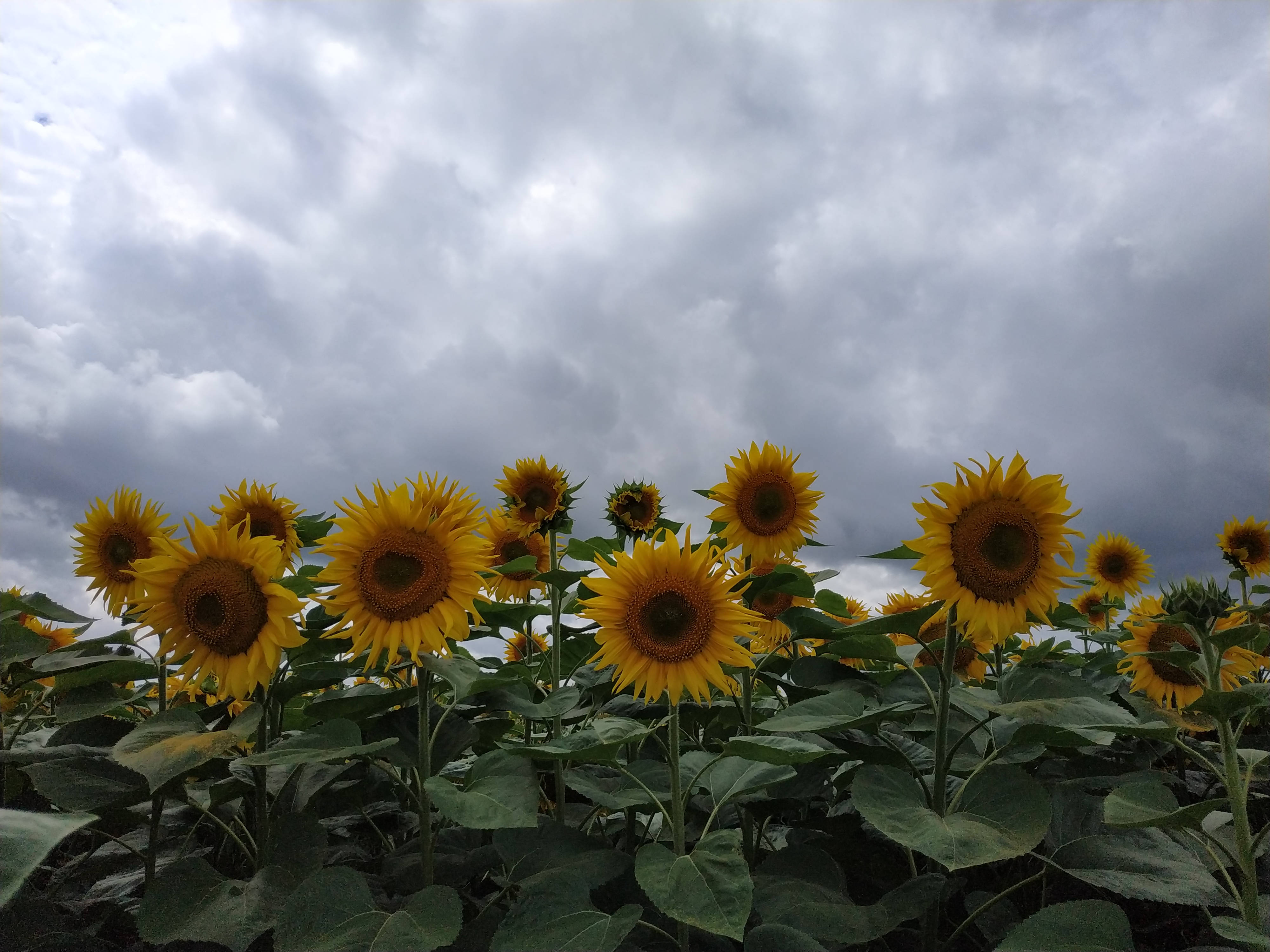 Sunflower Aesthetic, clouds, overcast sky, 4K Desktop Wallpaper