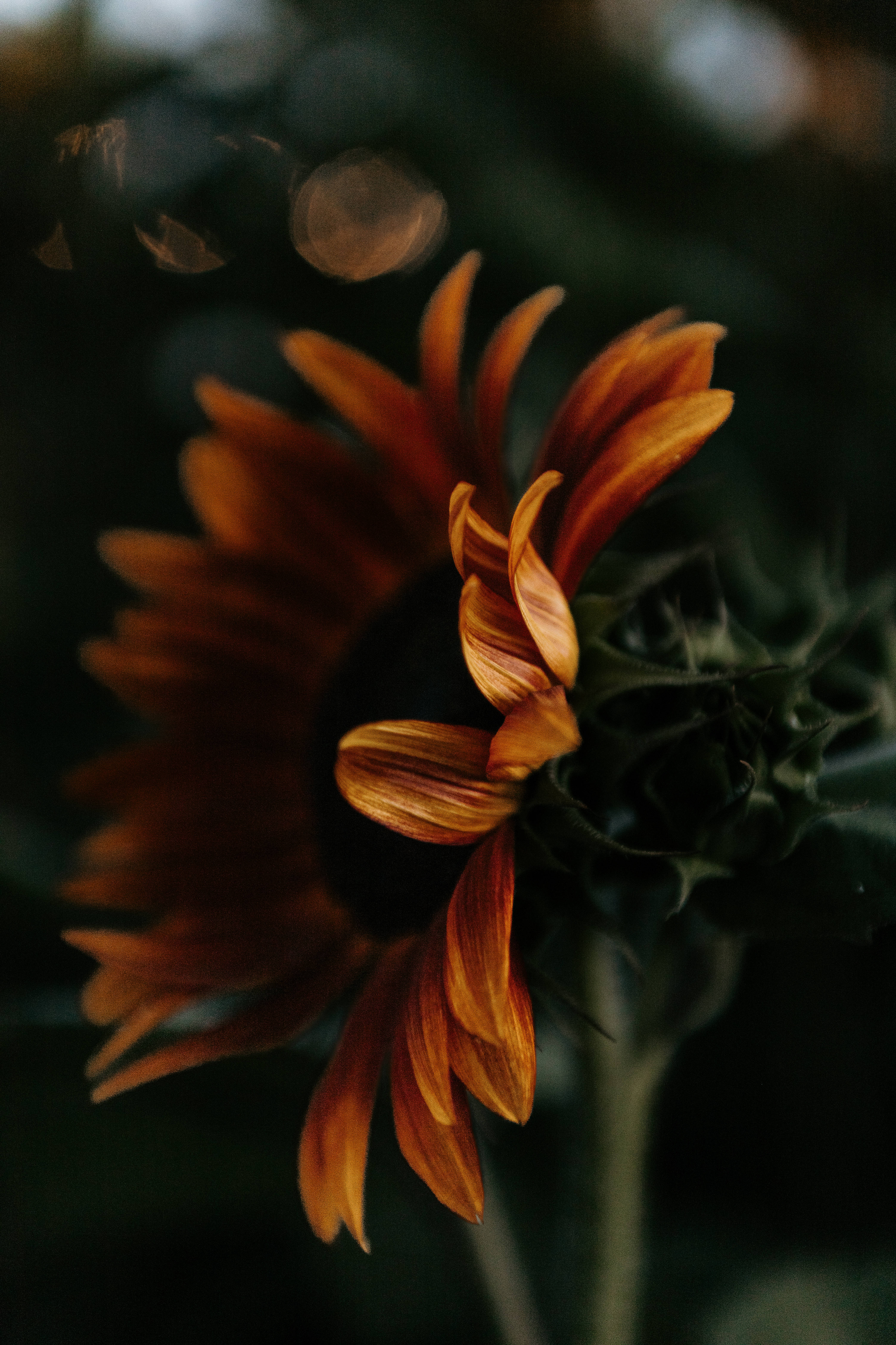 cool dark sunflower aesthetic, wilting sunflower, orange petals, 5K Phone Wallpaper