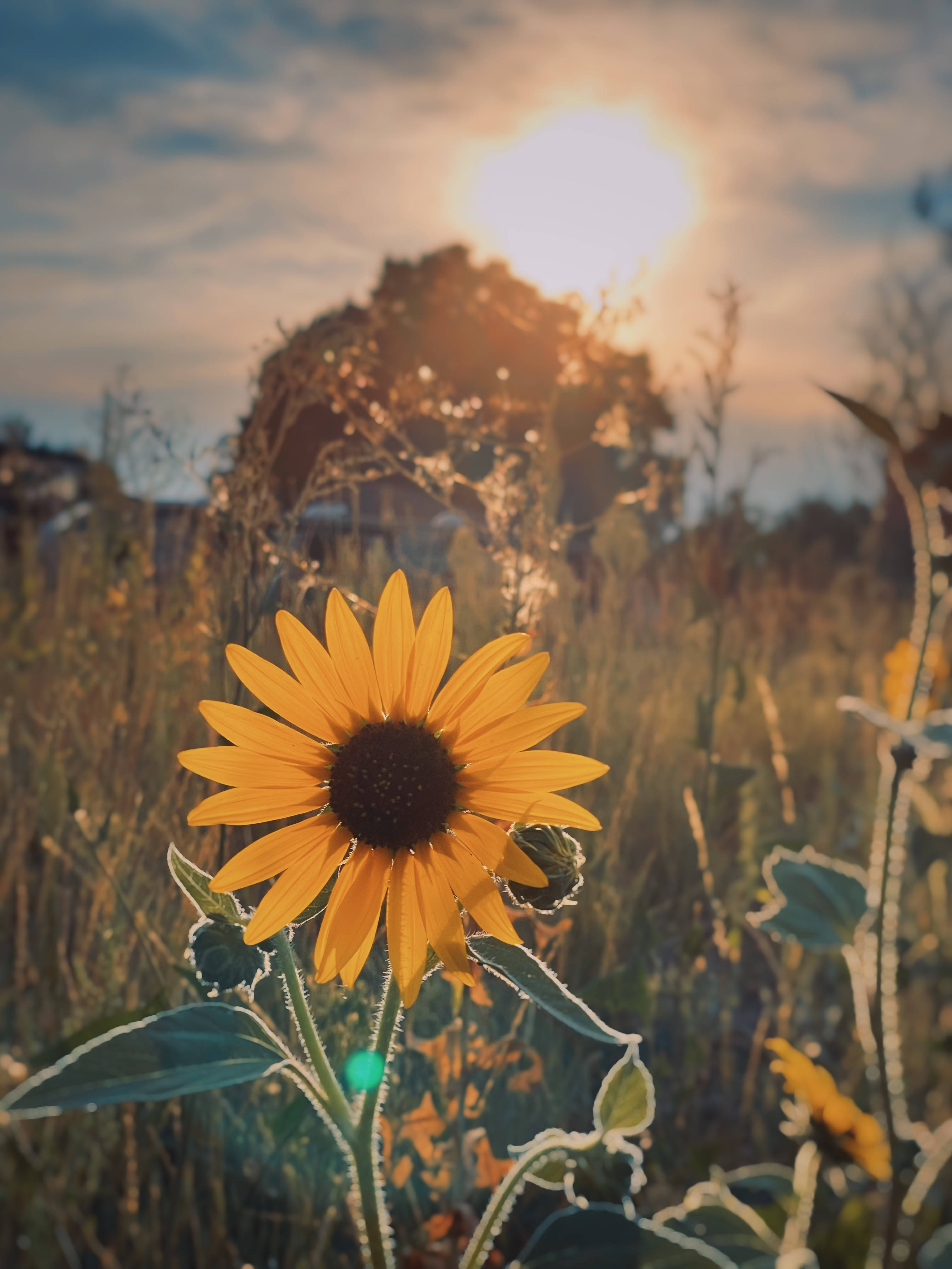 sunflower, frosty field, sun, 4K Phone Wallpaper