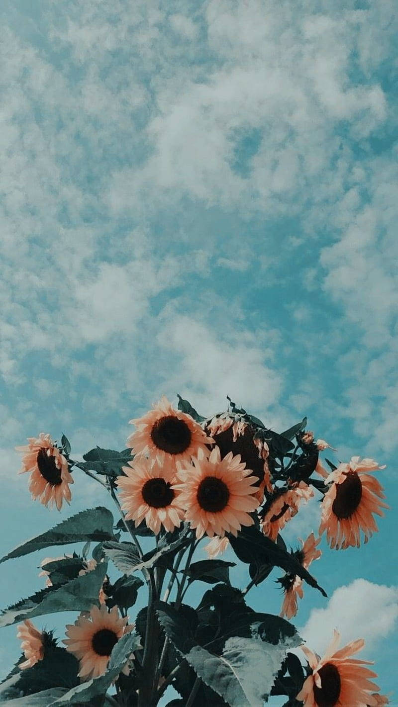 peachy petals, dark centers, teal sky, HD Phone Wallpaper