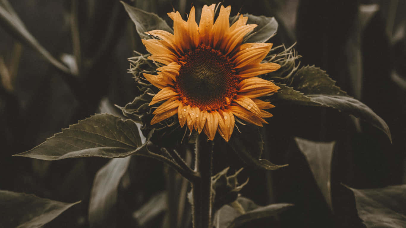 sunflower yellow, Tumblr aesthetic, dew drops, HD Desktop Wallpaper