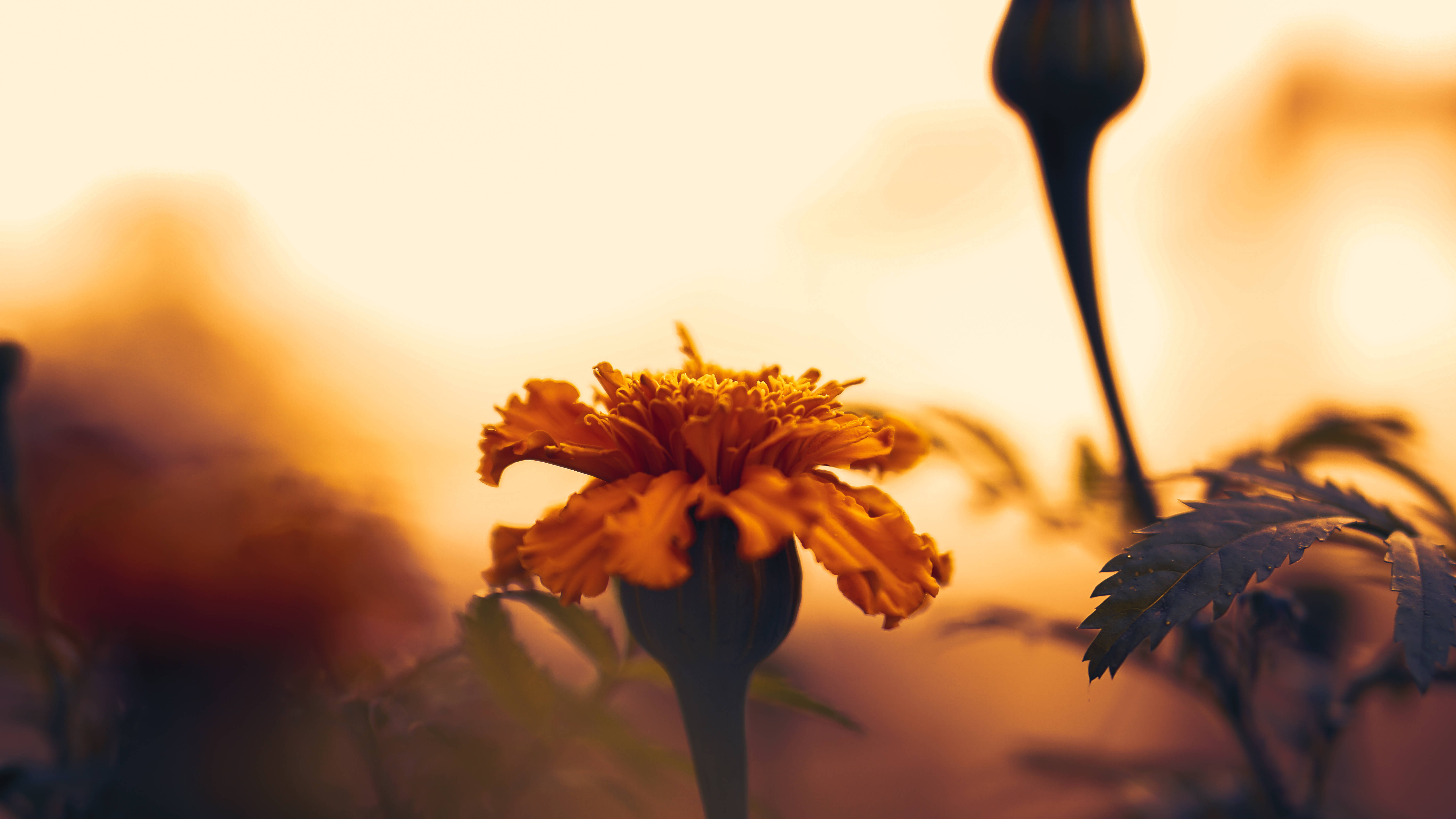 Sunflower Aesthetic, marigold, golden sunset, 5K Desktop Wallpaper