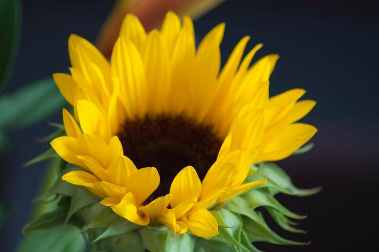 sunflower, bright yellow petals, dark center, SD Desktop Wallpaper