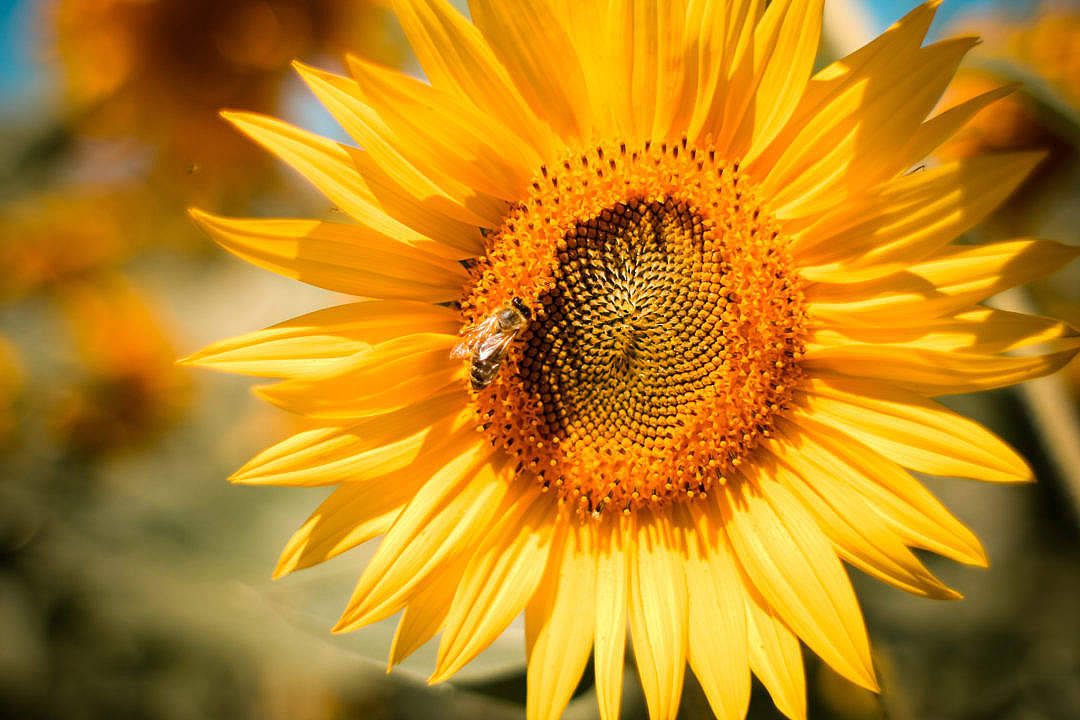 Sunflower Aesthetic, sunflower, bee, SD Desktop Wallpaper