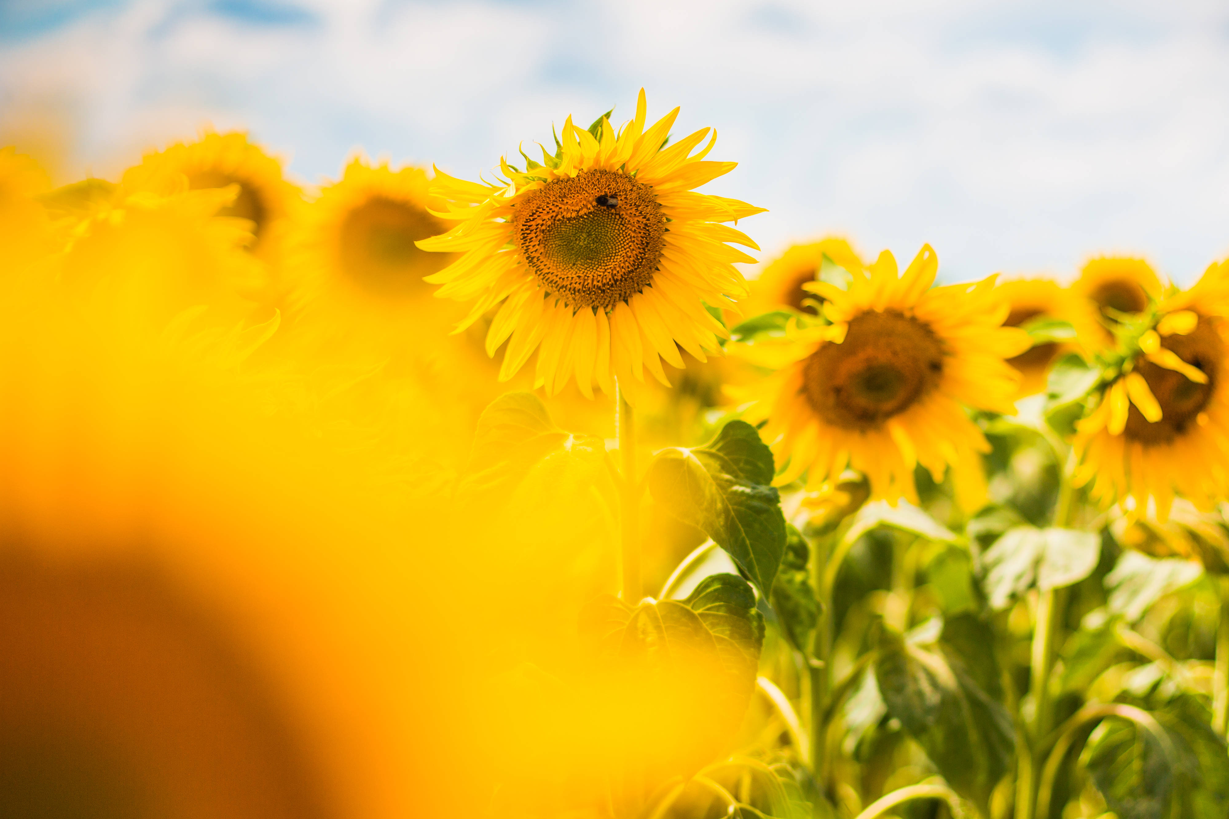 Sunflower Aesthetic Garden, sunflowers, golden field, 4K Desktop Wallpaper