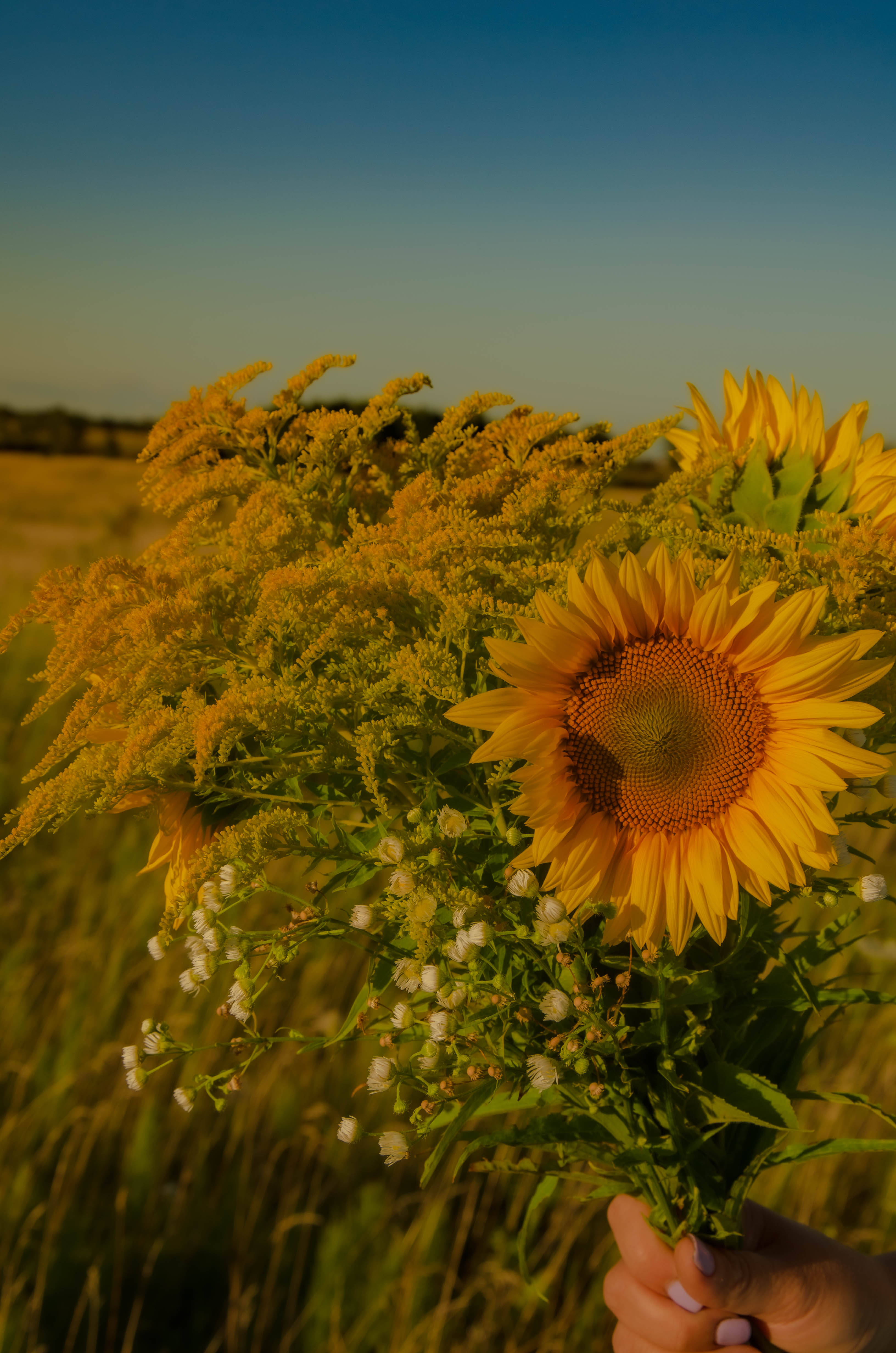 sunflower aesthetic, pastel filter, vibrant bouquet of sunflowers, 4K Phone Wallpaper