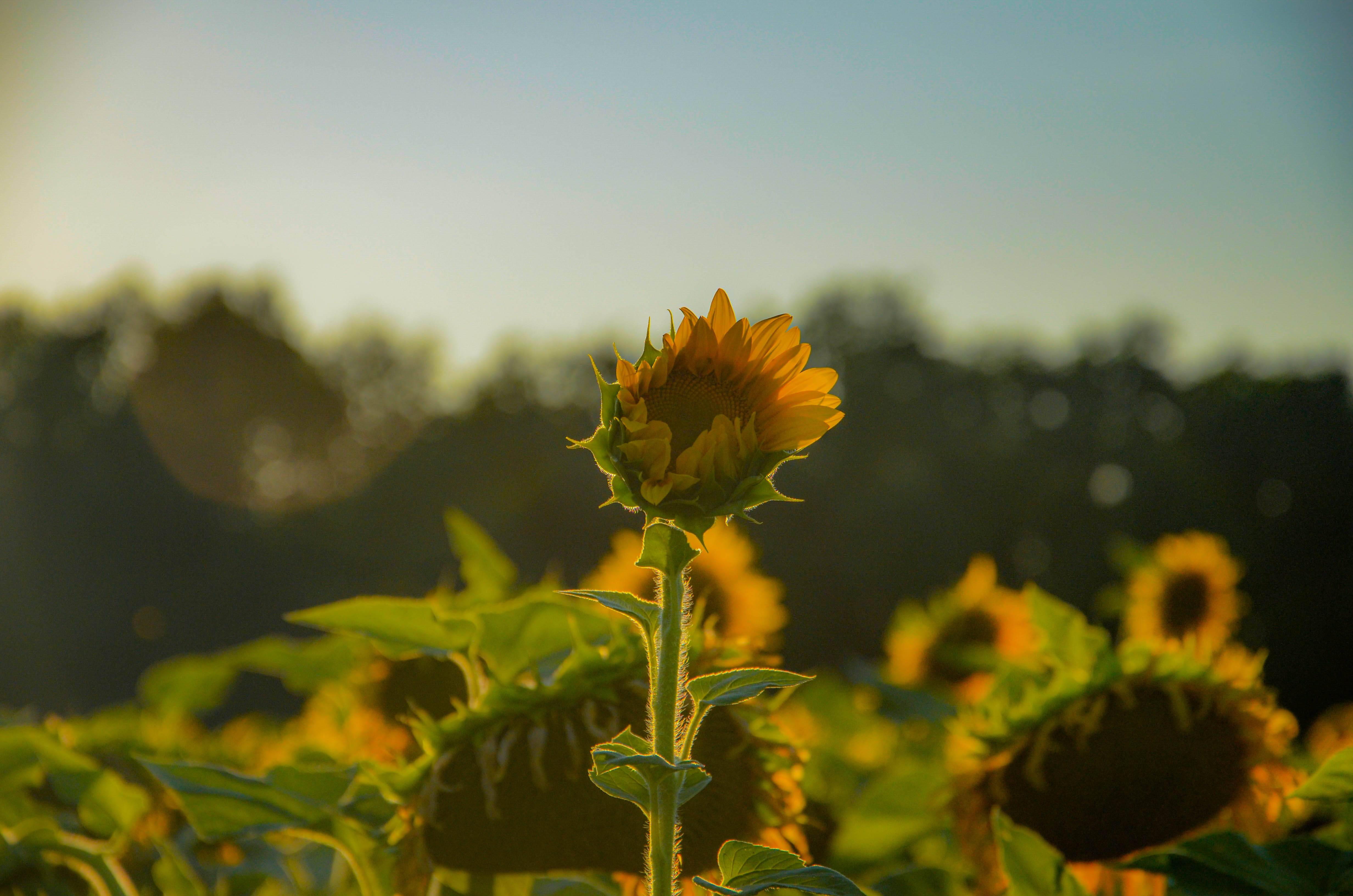 sunflower, golden sunset light, field, 4K Desktop Wallpaper