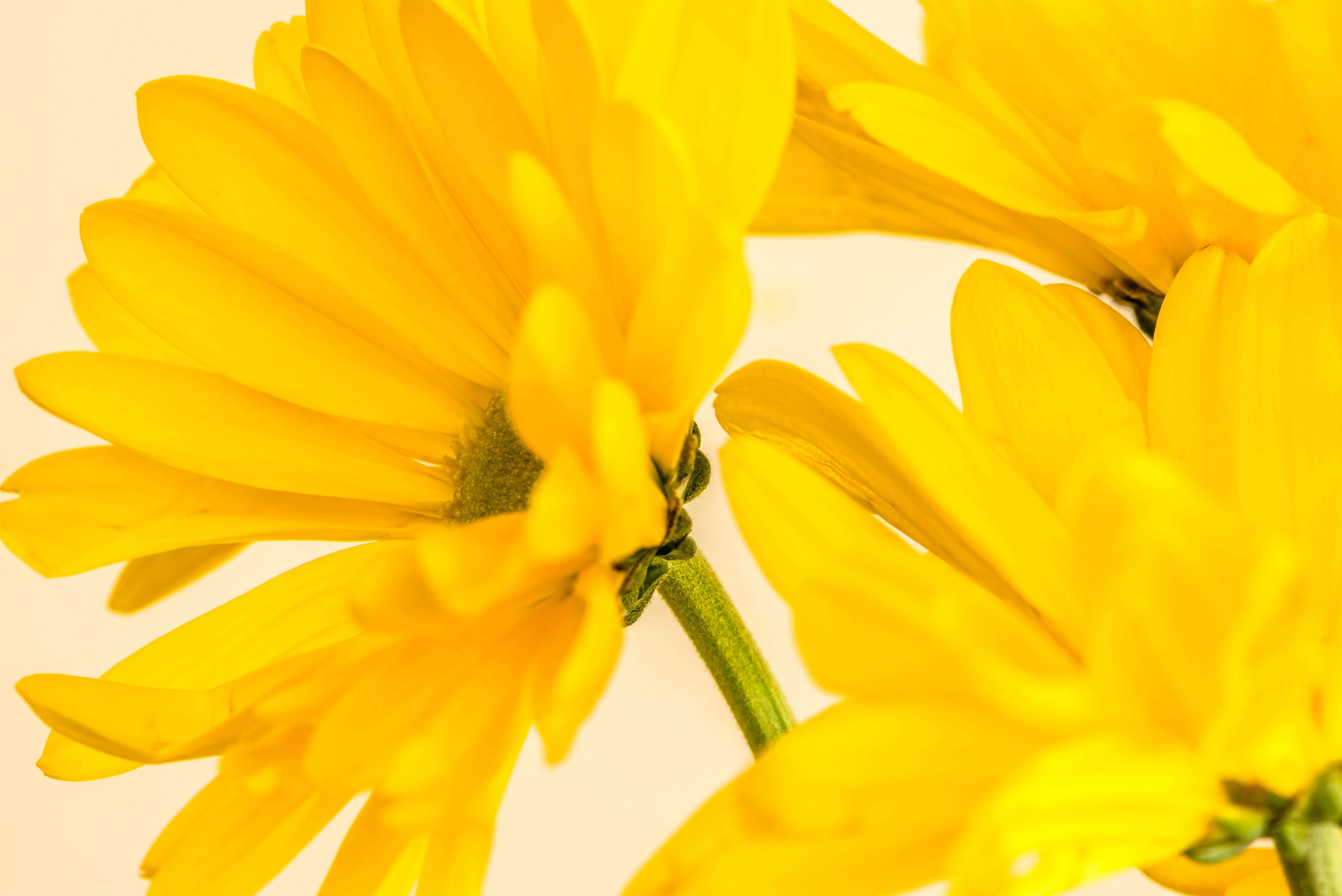 yellow aesthetic laptop, yellow flower, vibrant yellow daisies, 5K Desktop Wallpaper