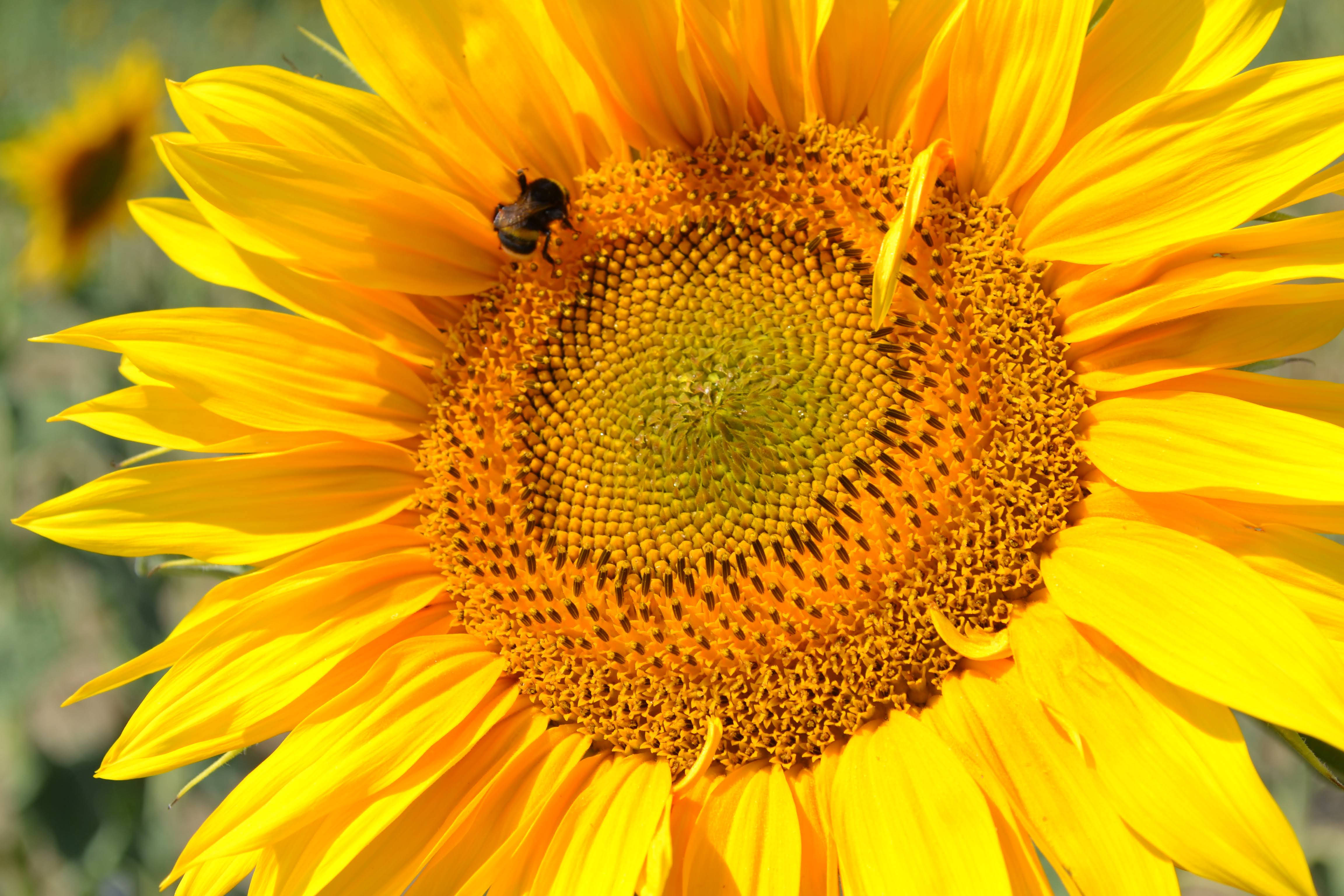 sunflower, bee, vibrant yellow, 4K Desktop Wallpaper