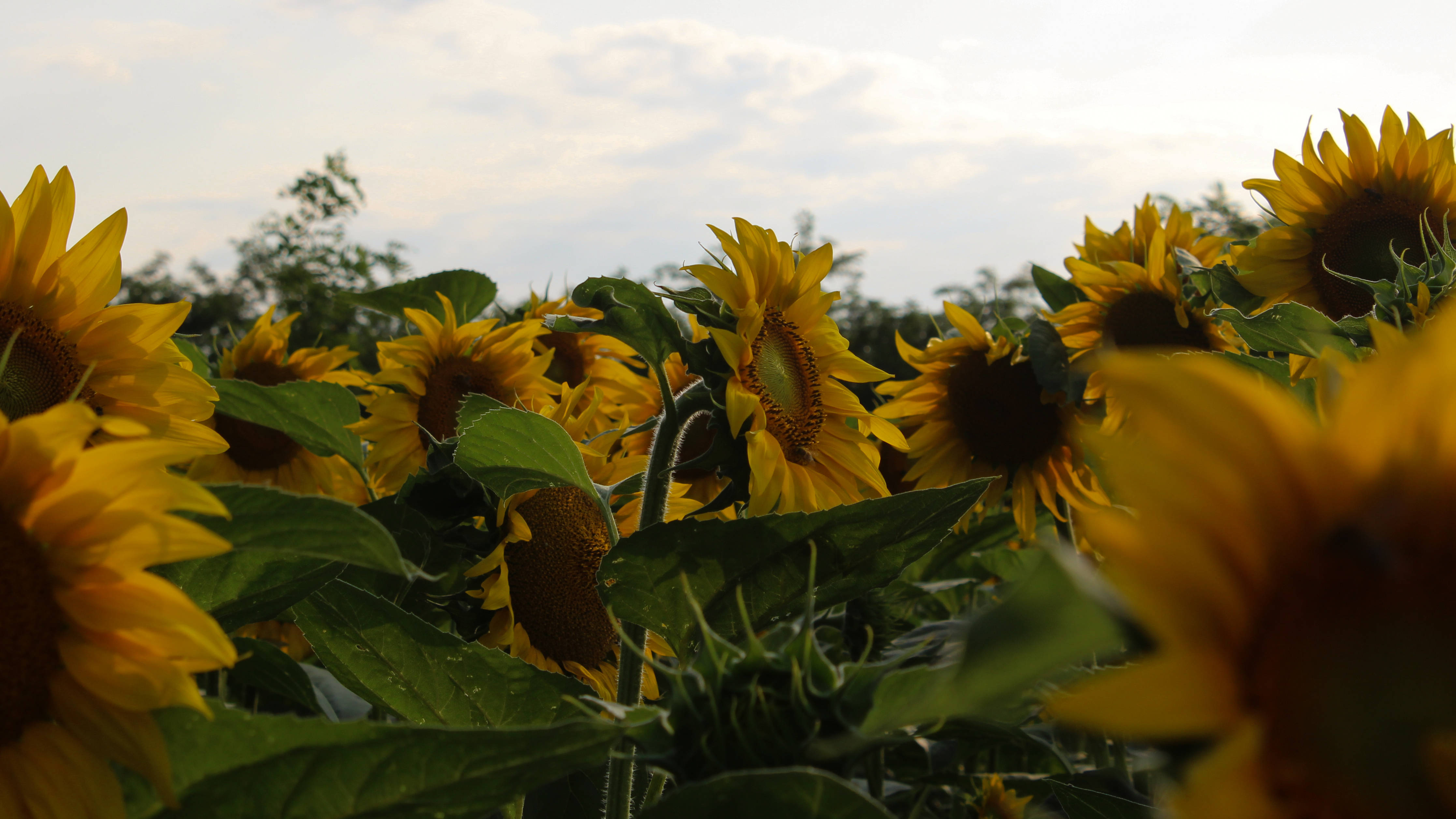 Sunflower Aesthetic, white clouds, vibrant sunflowers, 4K Desktop Wallpaper