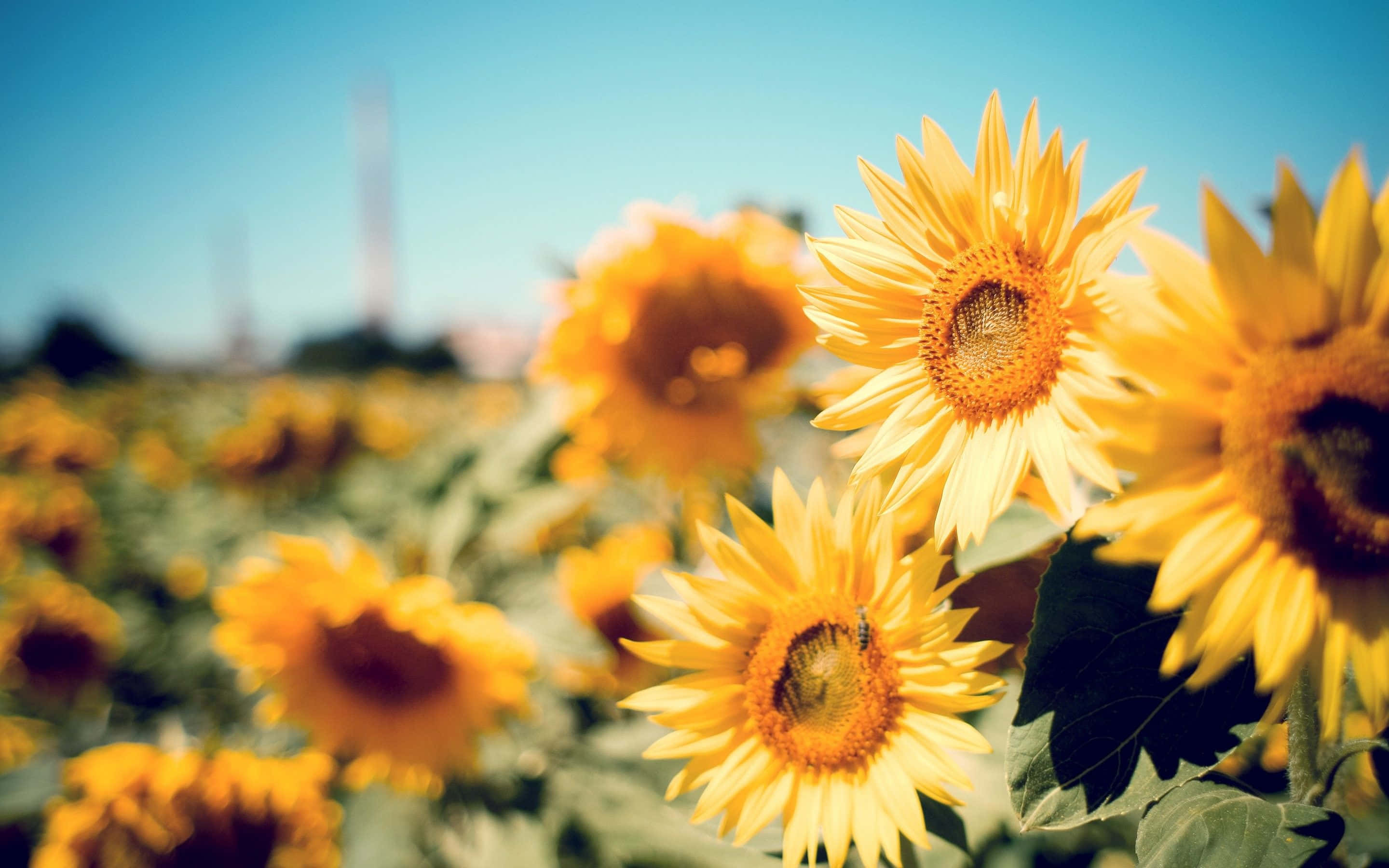 sunflowers, clear blue sky, bee, 2K Desktop Wallpaper