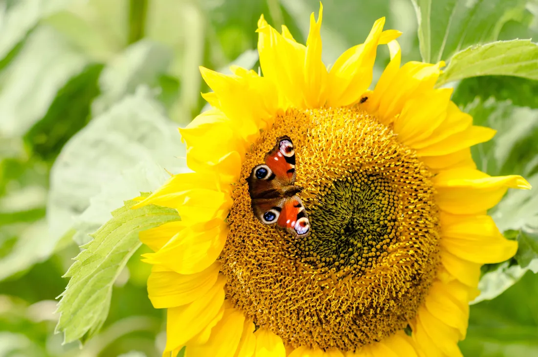 Sunflower And Butterfly