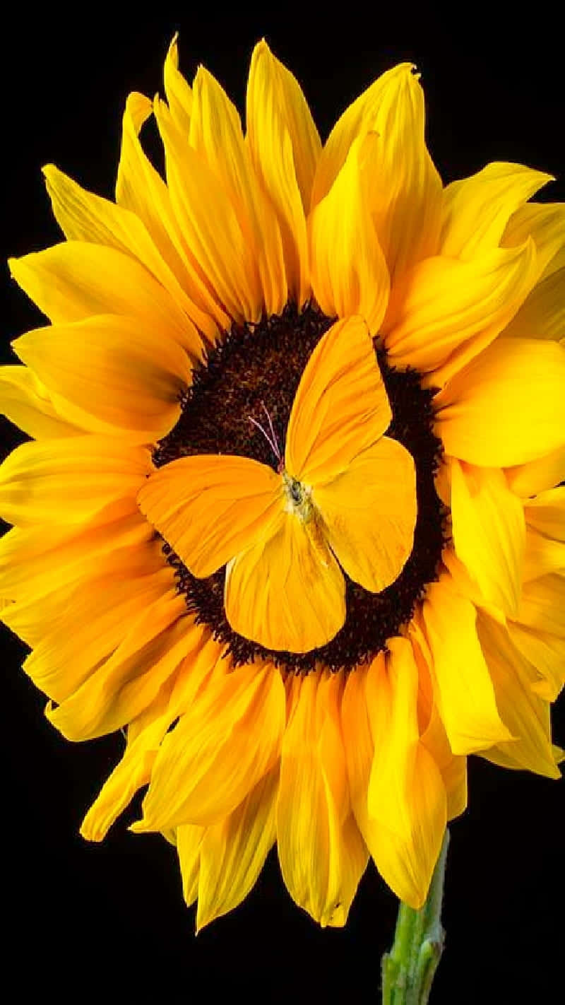 vibrant yellow sunflower, delicate orange butterfly, dark center, HD Phone Wallpaper