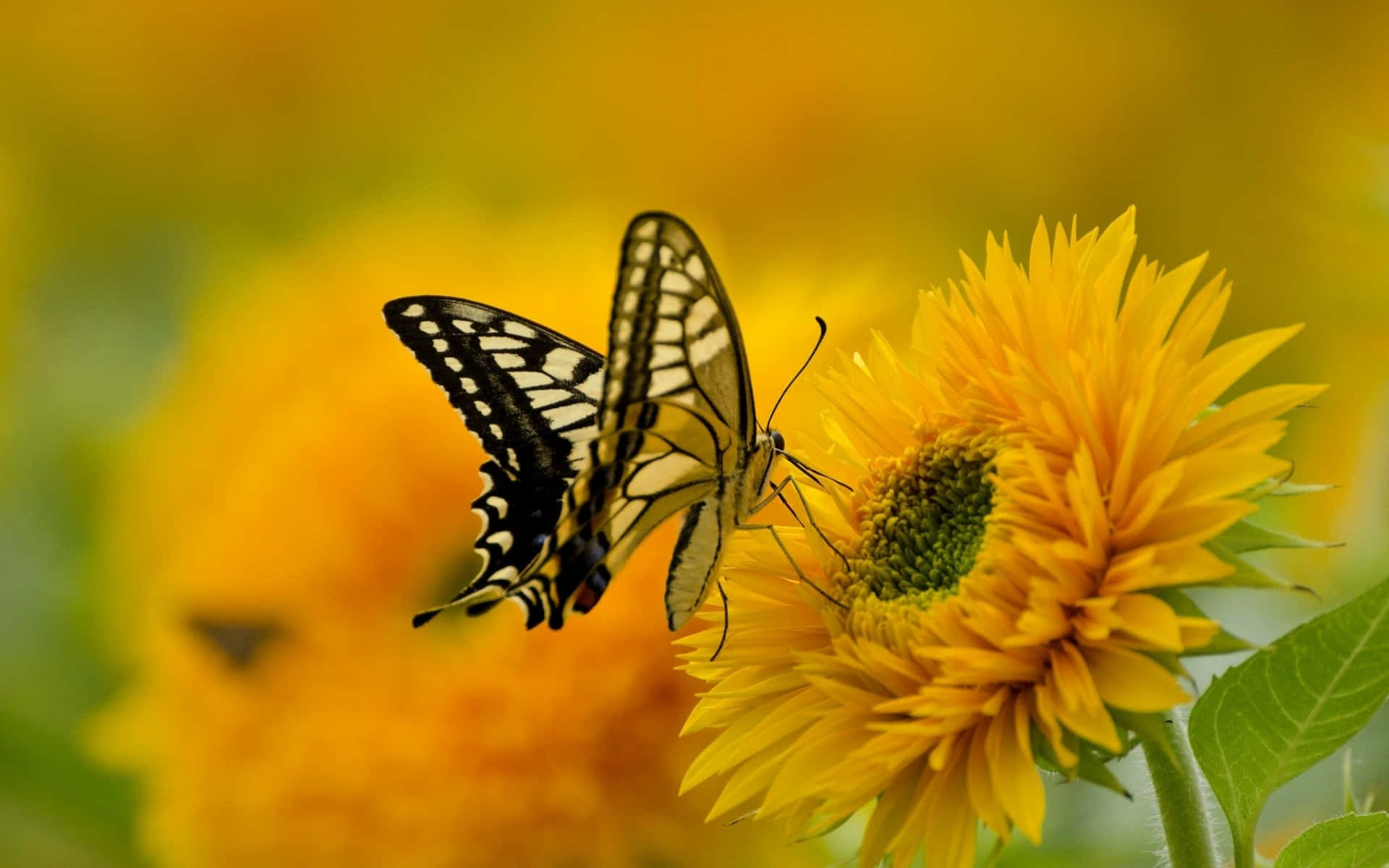 Sunflower, Butterfly, black and yellow, Full HD Desktop Wallpaper