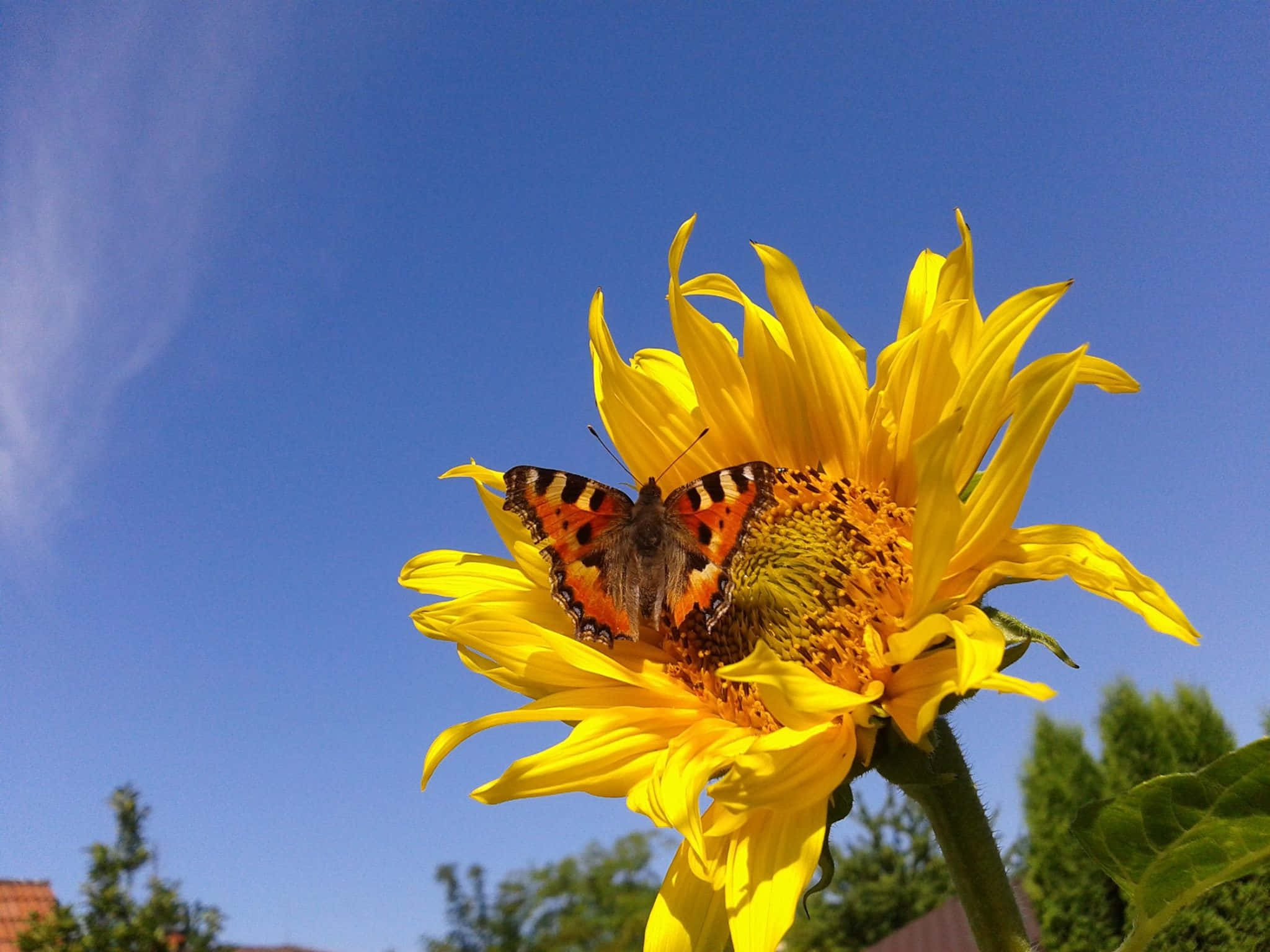 sunflower, butterfly, blue sky, Full HD Desktop Wallpaper