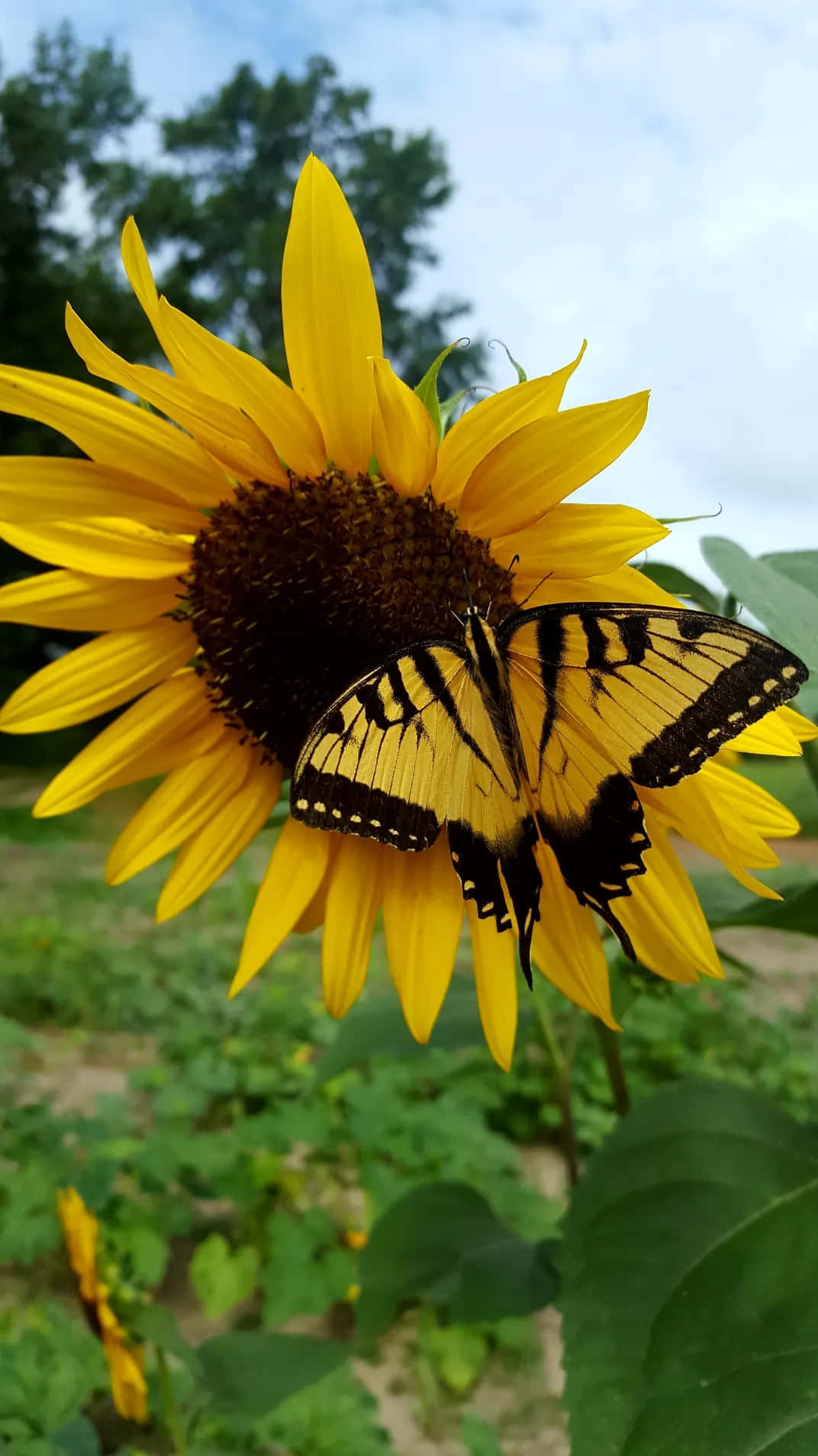 sunflower, yellow butterfly, black and yellow butterfly, HD Phone Wallpaper