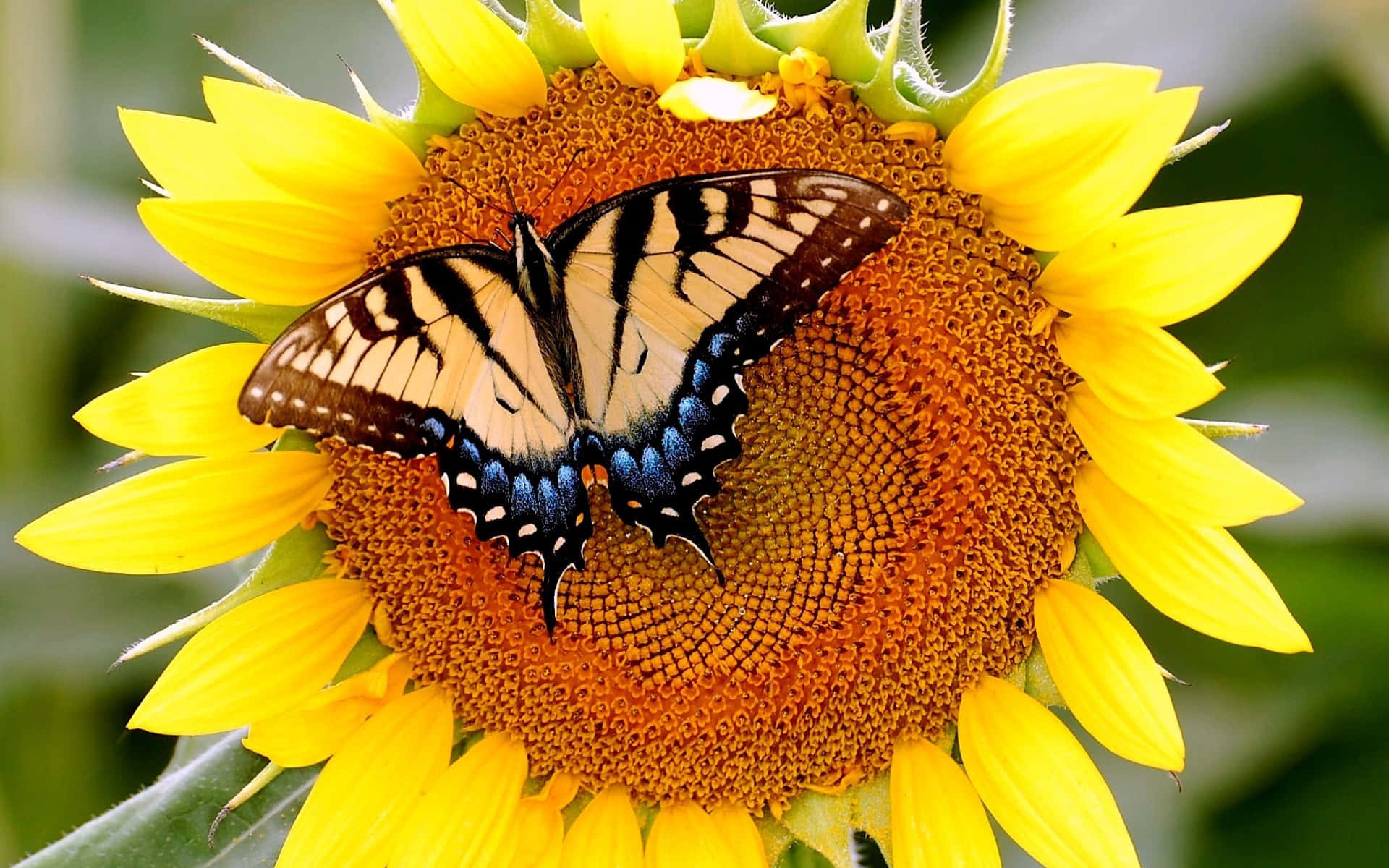 sunflower, black and yellow butterfly, textured orange center, Full HD Desktop Wallpaper