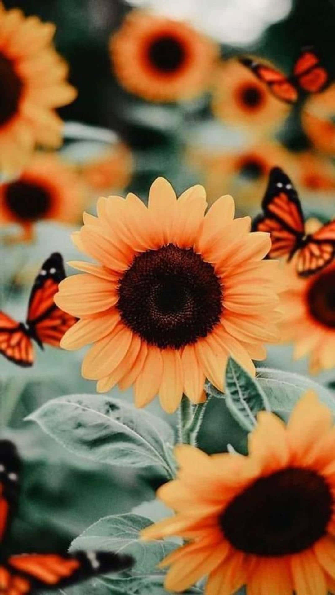 sunflowers, monarch butterflies, orange petals, Full HD Phone Wallpaper