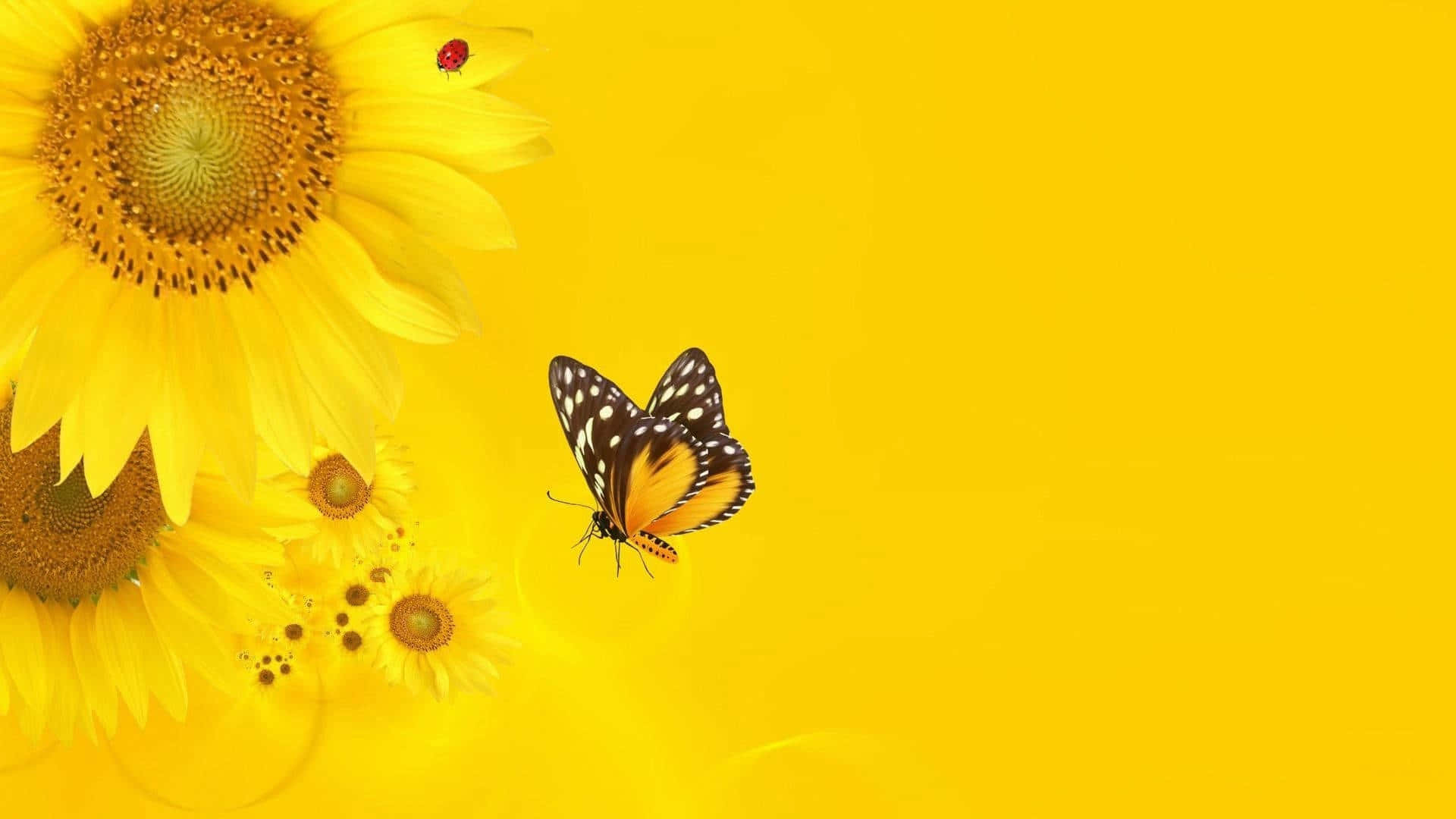 sunflower, ladybug, black and orange butterfly, Full HD Desktop Wallpaper