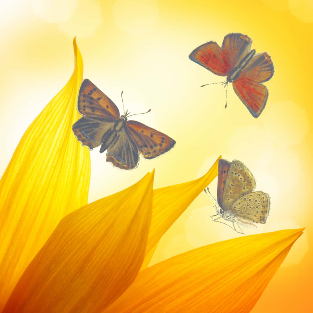 sunflower petals, butterflies, orange brown wings, SD Desktop Wallpaper