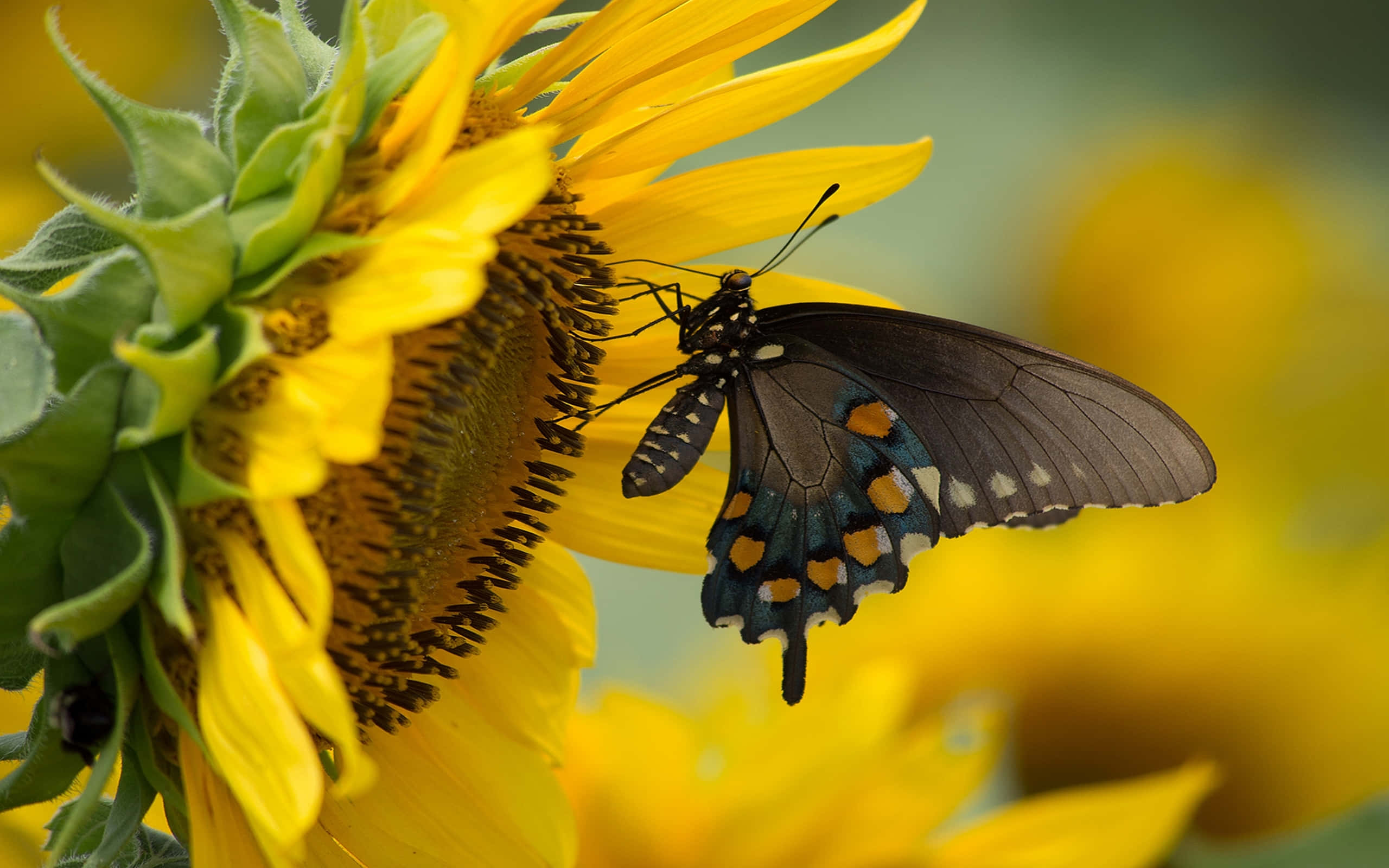 sunflower, butterfly, black butterfly, 2K Desktop Wallpaper