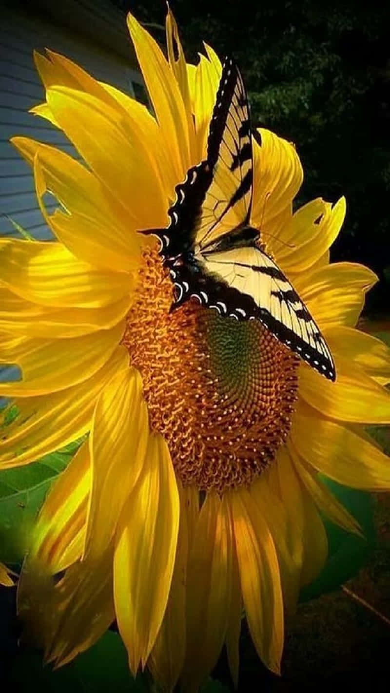 sunflower, butterfly, black and yellow, HD Phone Wallpaper