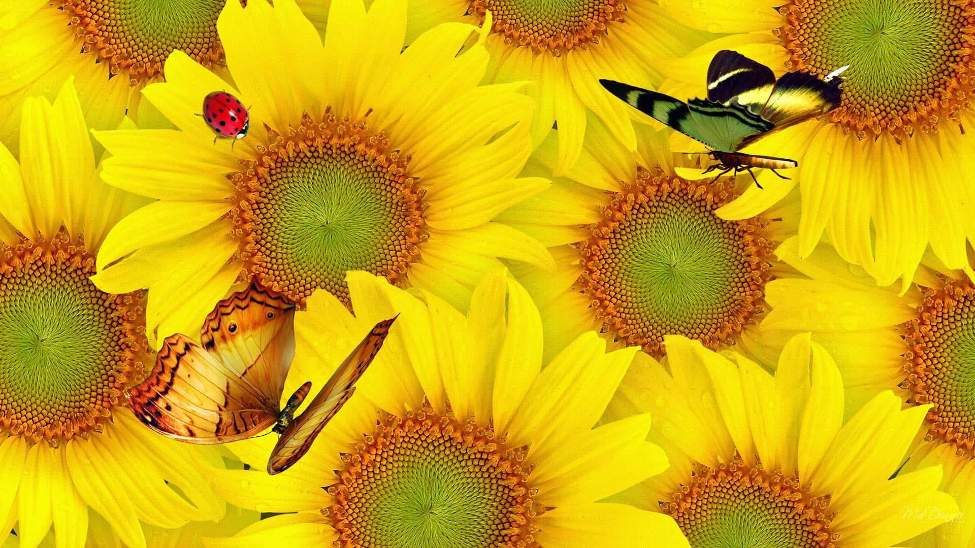 sunflowers, butterfly, ladybug, Full HD Desktop Wallpaper