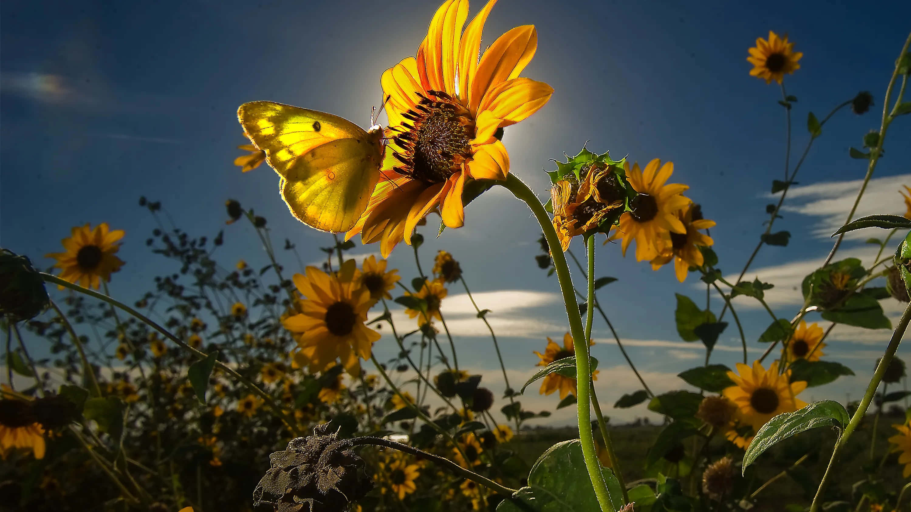 sunflower, butterfly, golden rays, 2K Desktop Wallpaper